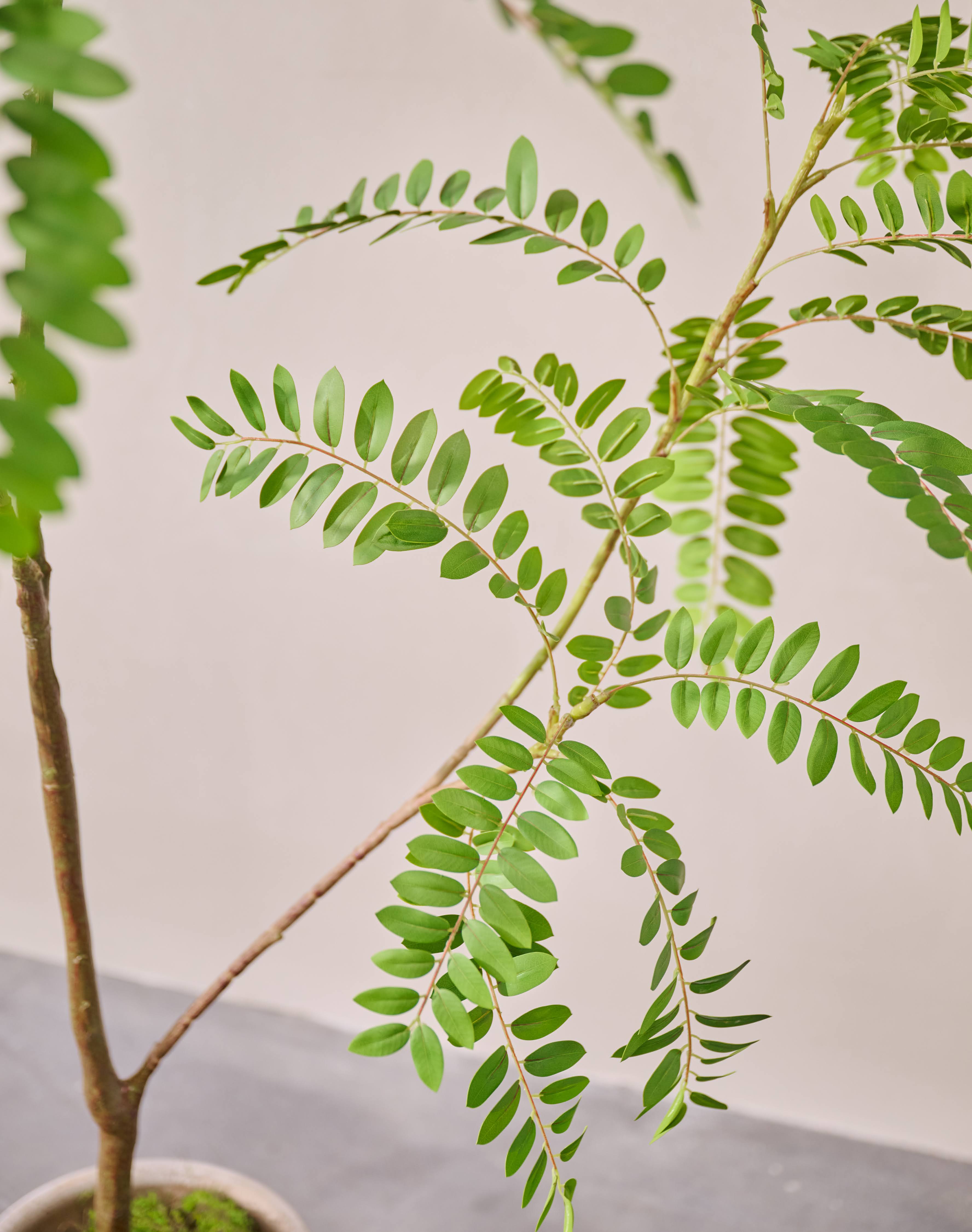 Kunstplant Mimosa | 150 cm