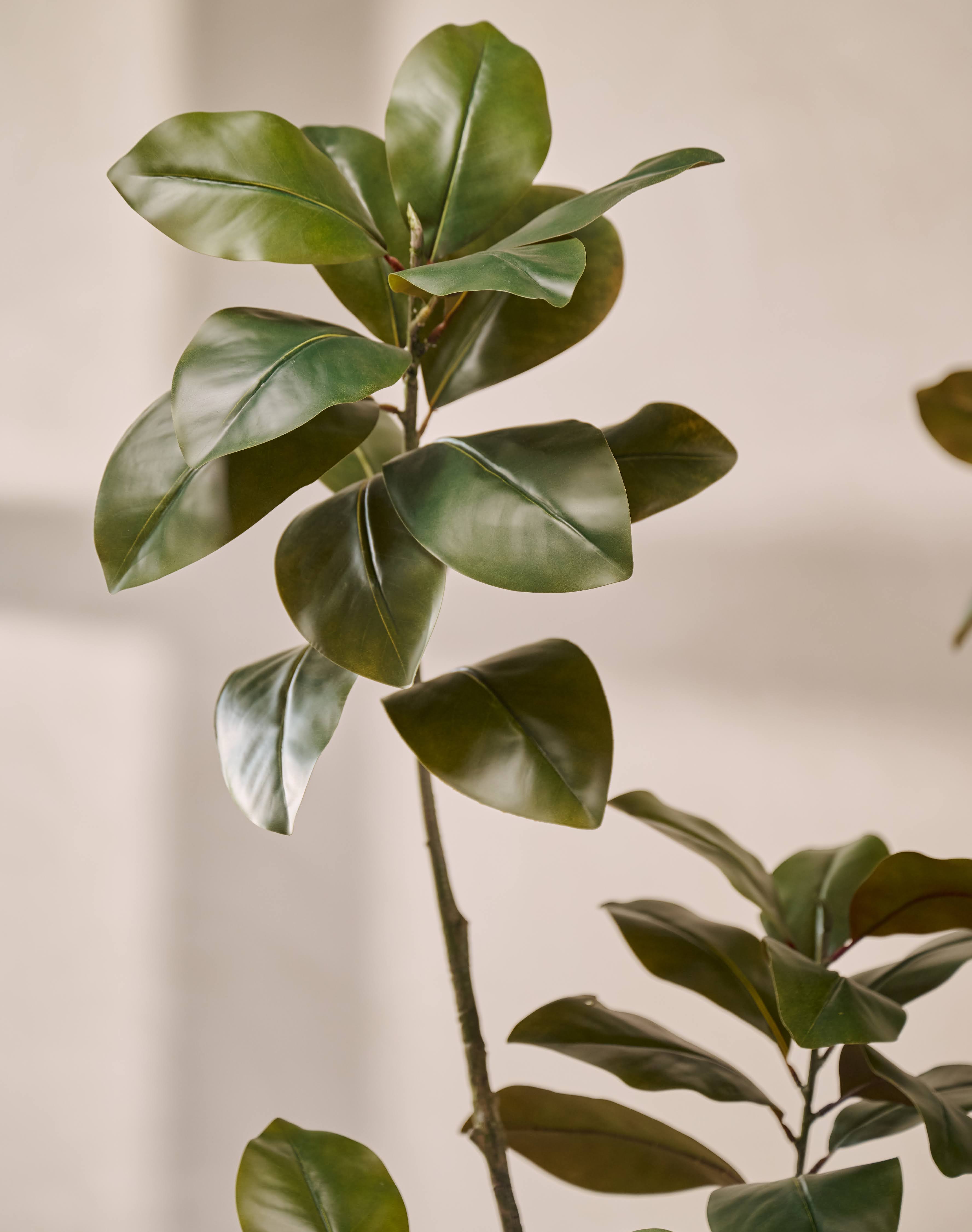 Kunstplant Ficus | 200 cm