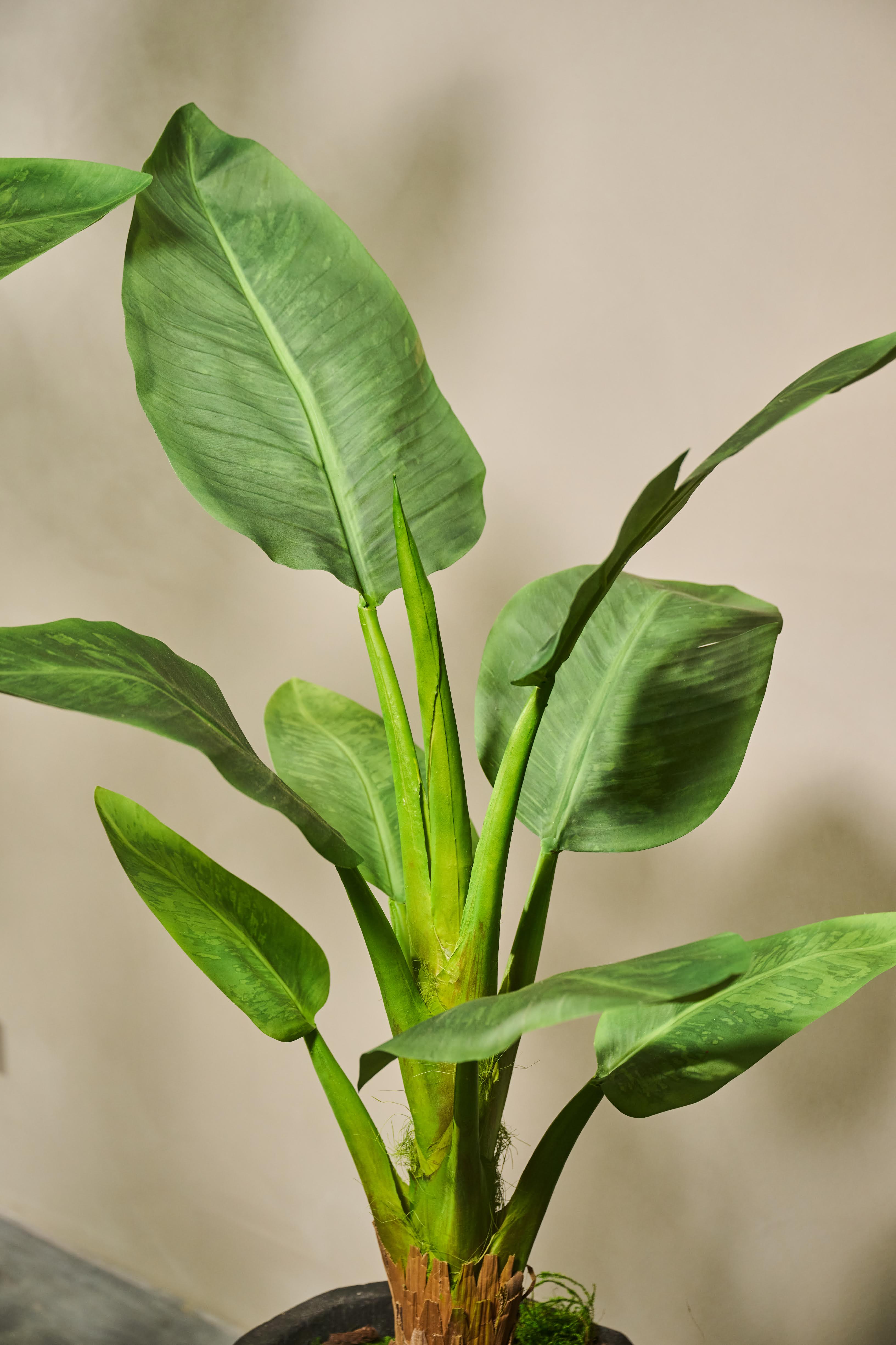 Plant Strelitzia Groen | 103 cm