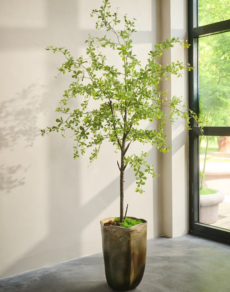 Boom Bucida | 228 cm