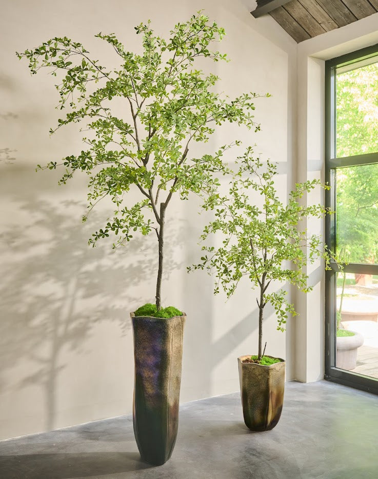 Boom Bucida | 228 cm