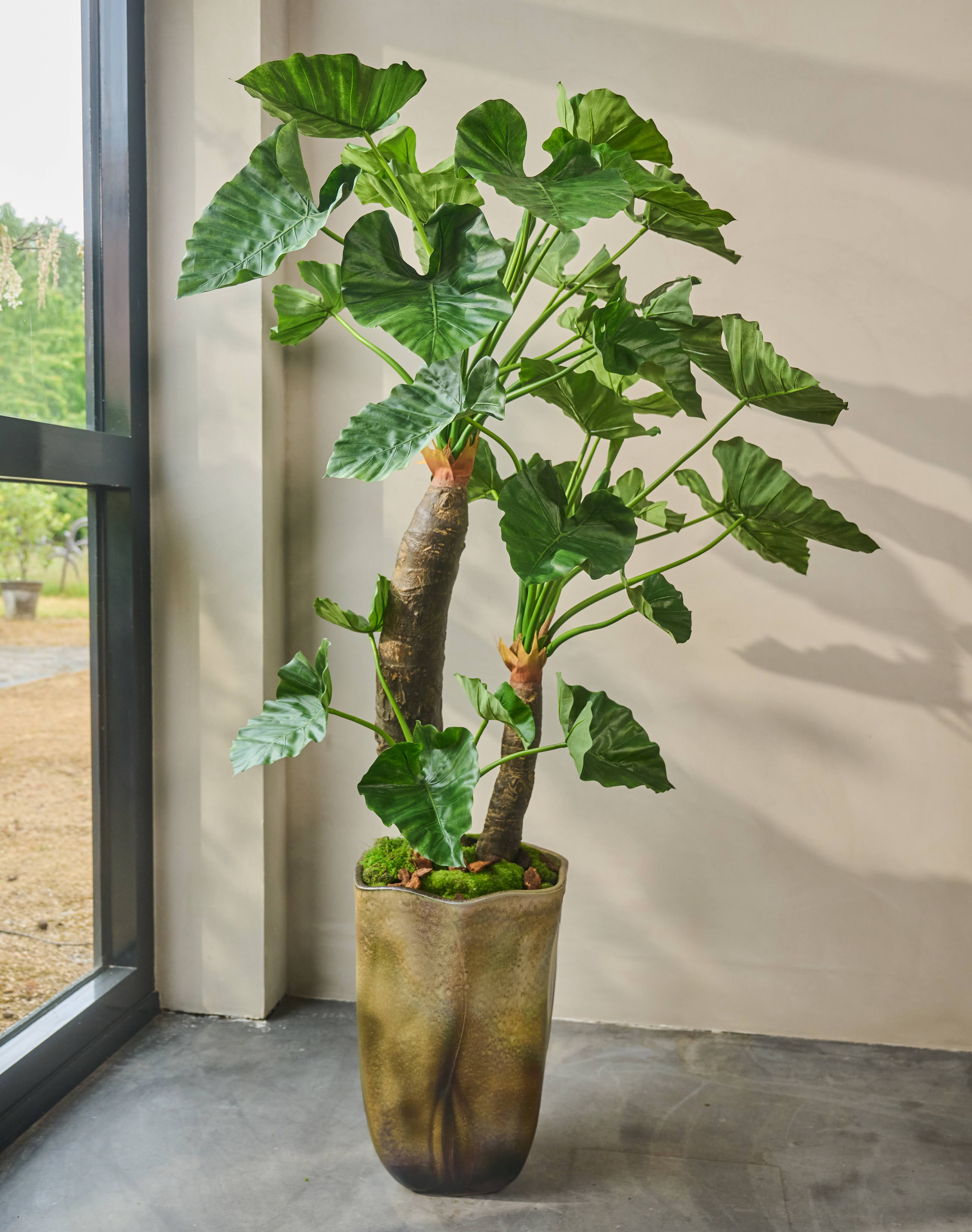 Plant Alocasia Groen | 170 cm