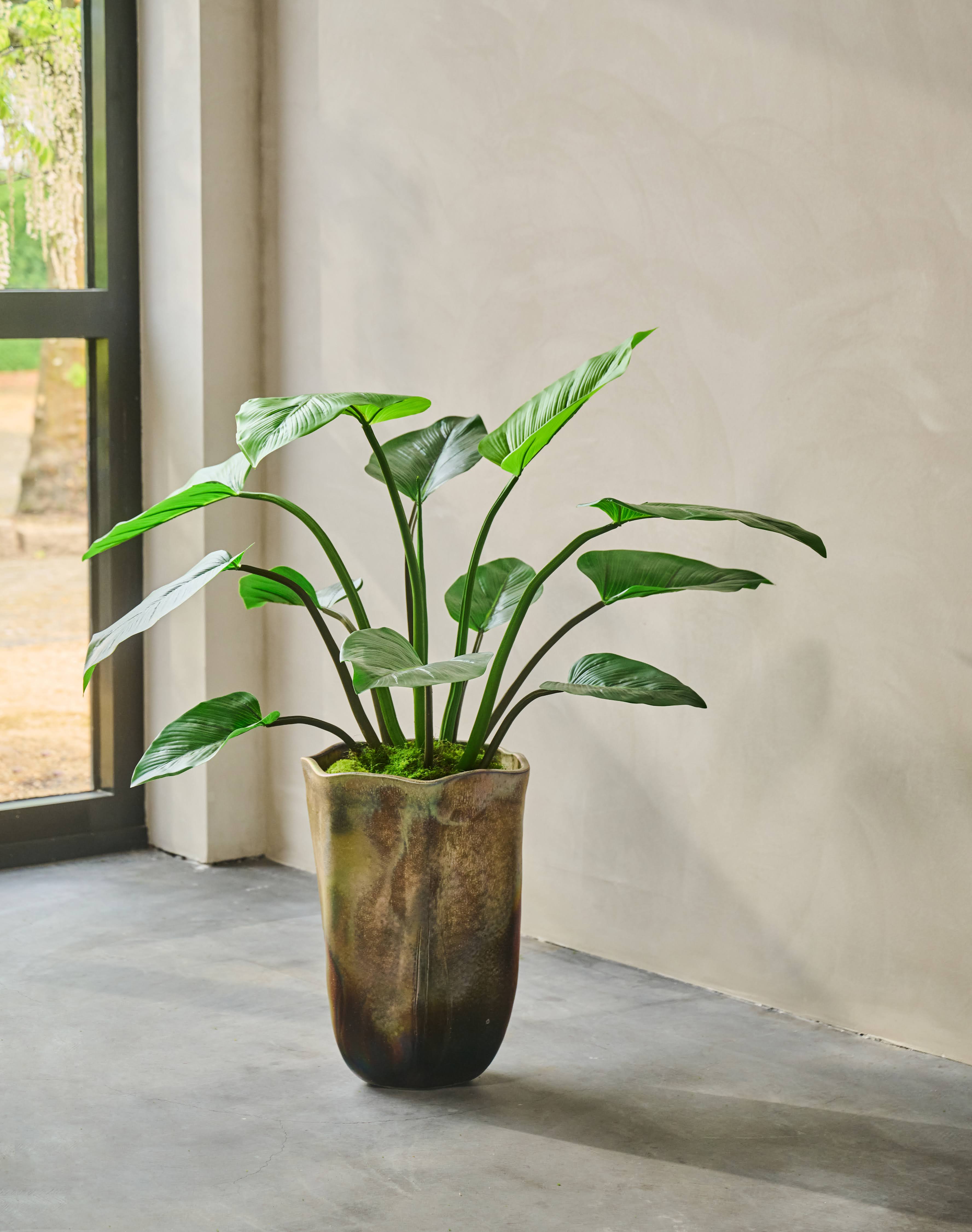 Plant Alocasia Groen | 122 cm