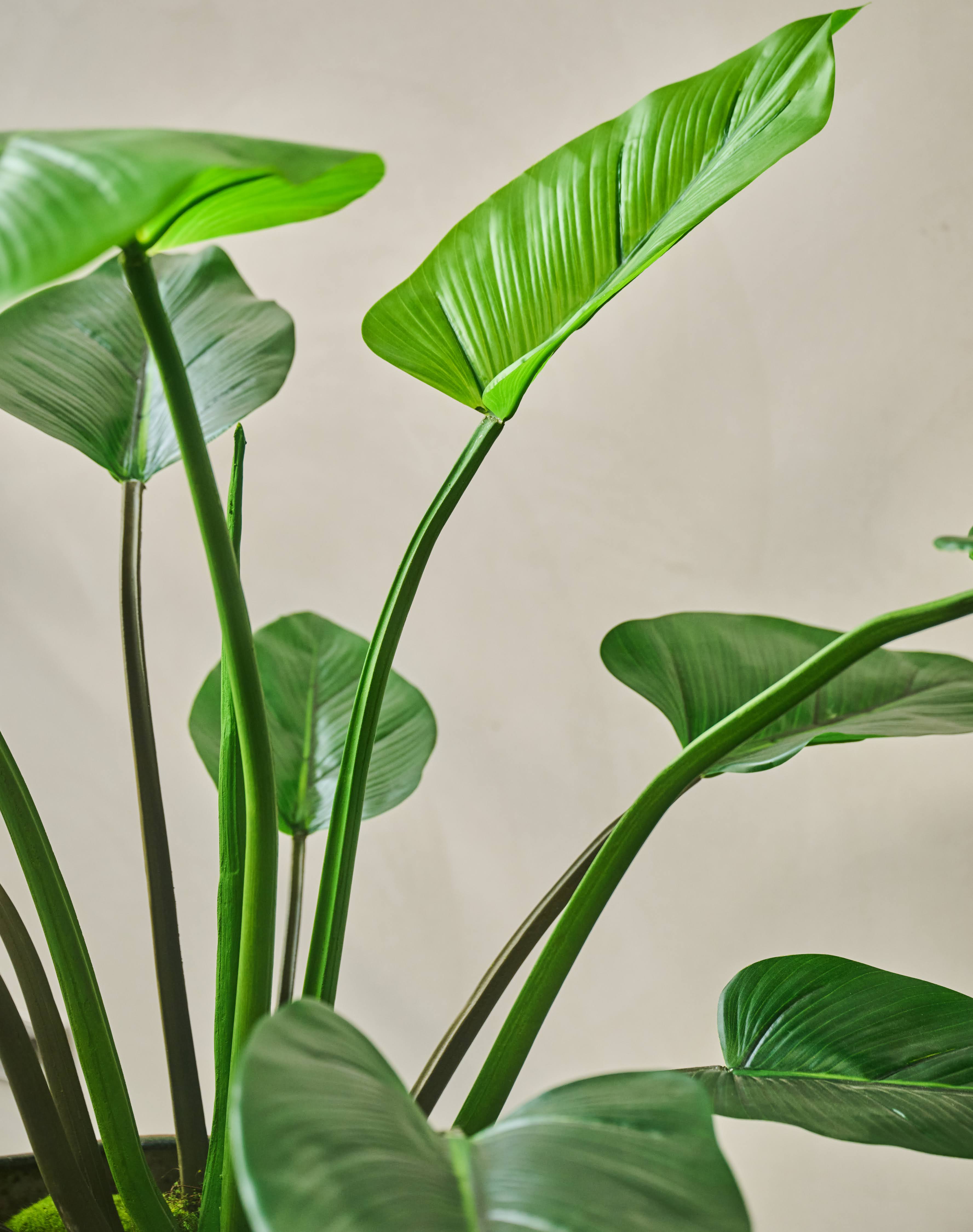 Plant Alocasia Groen | 122 cm