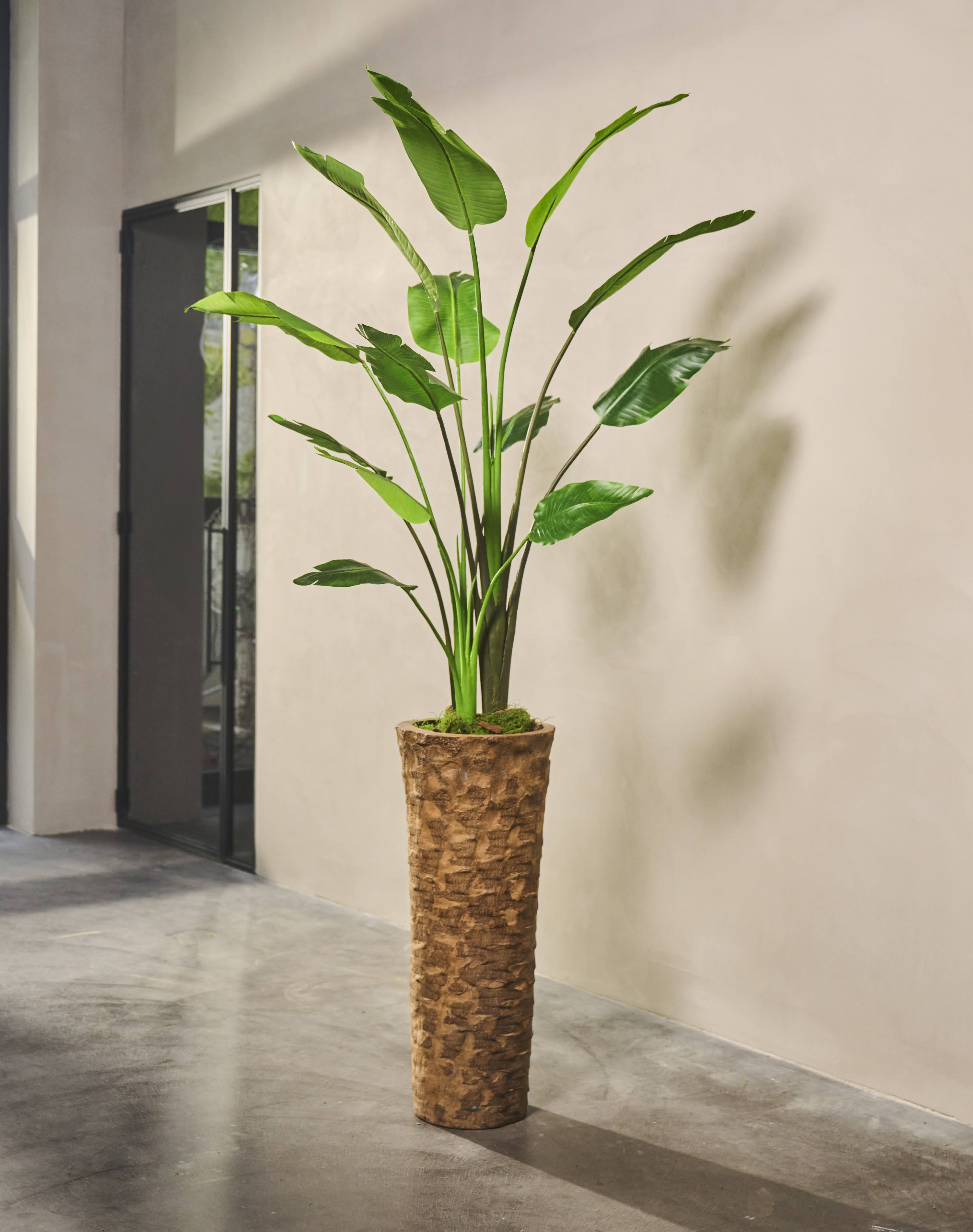 Plant Strelitzia Groen | 183 cm