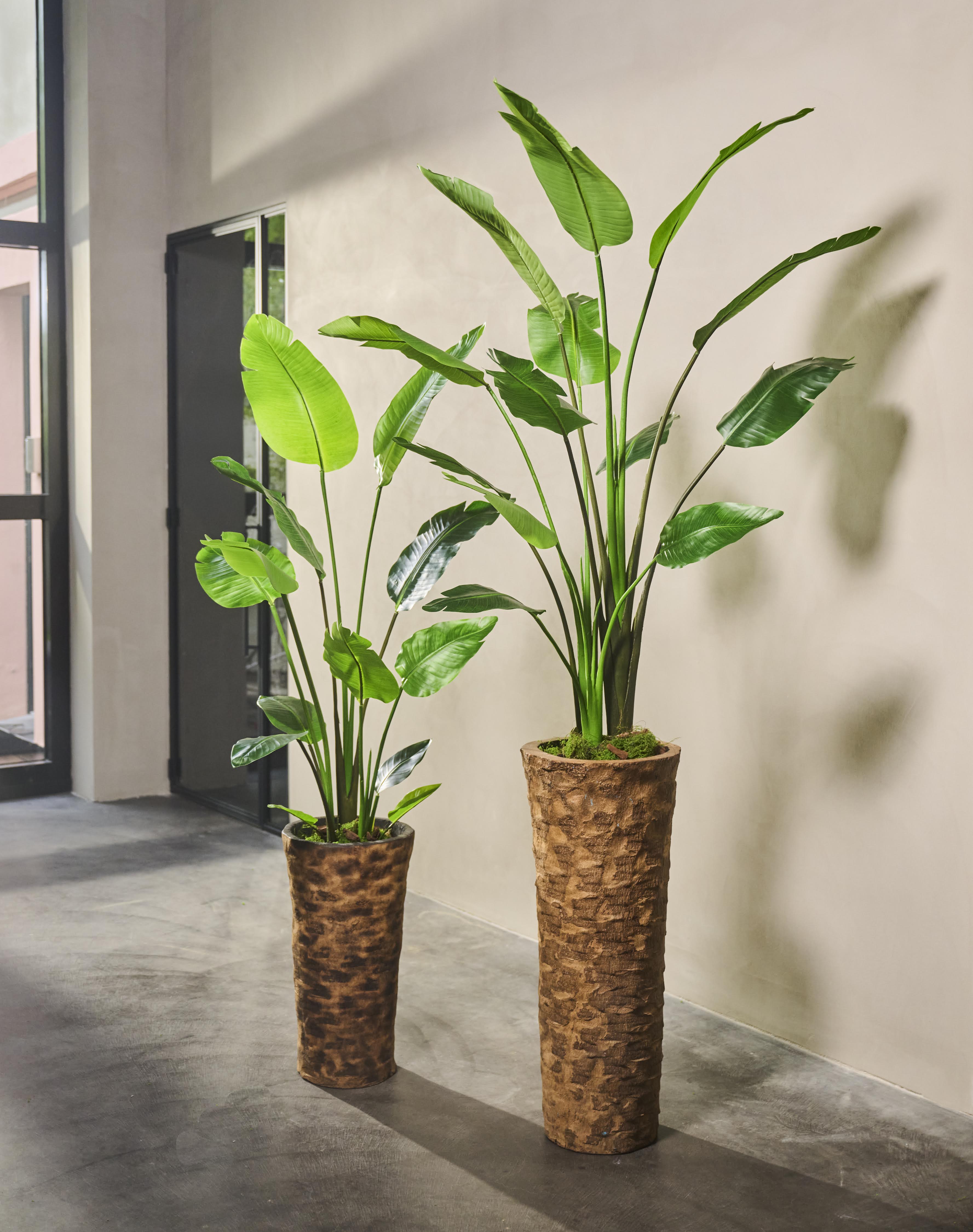 Plant Strelitzia Groen | 183 cm