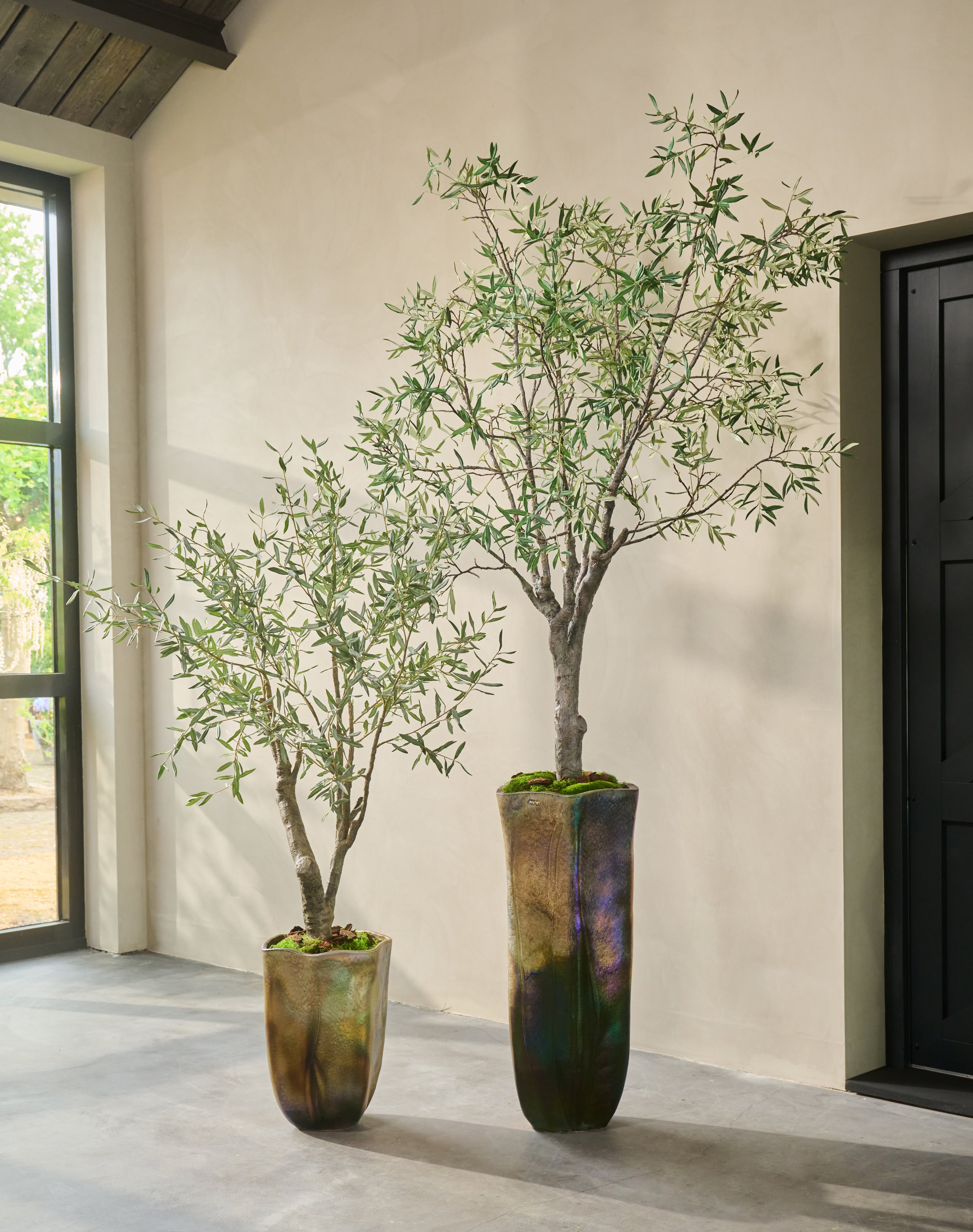 Olijfboom Groen | 198 cm