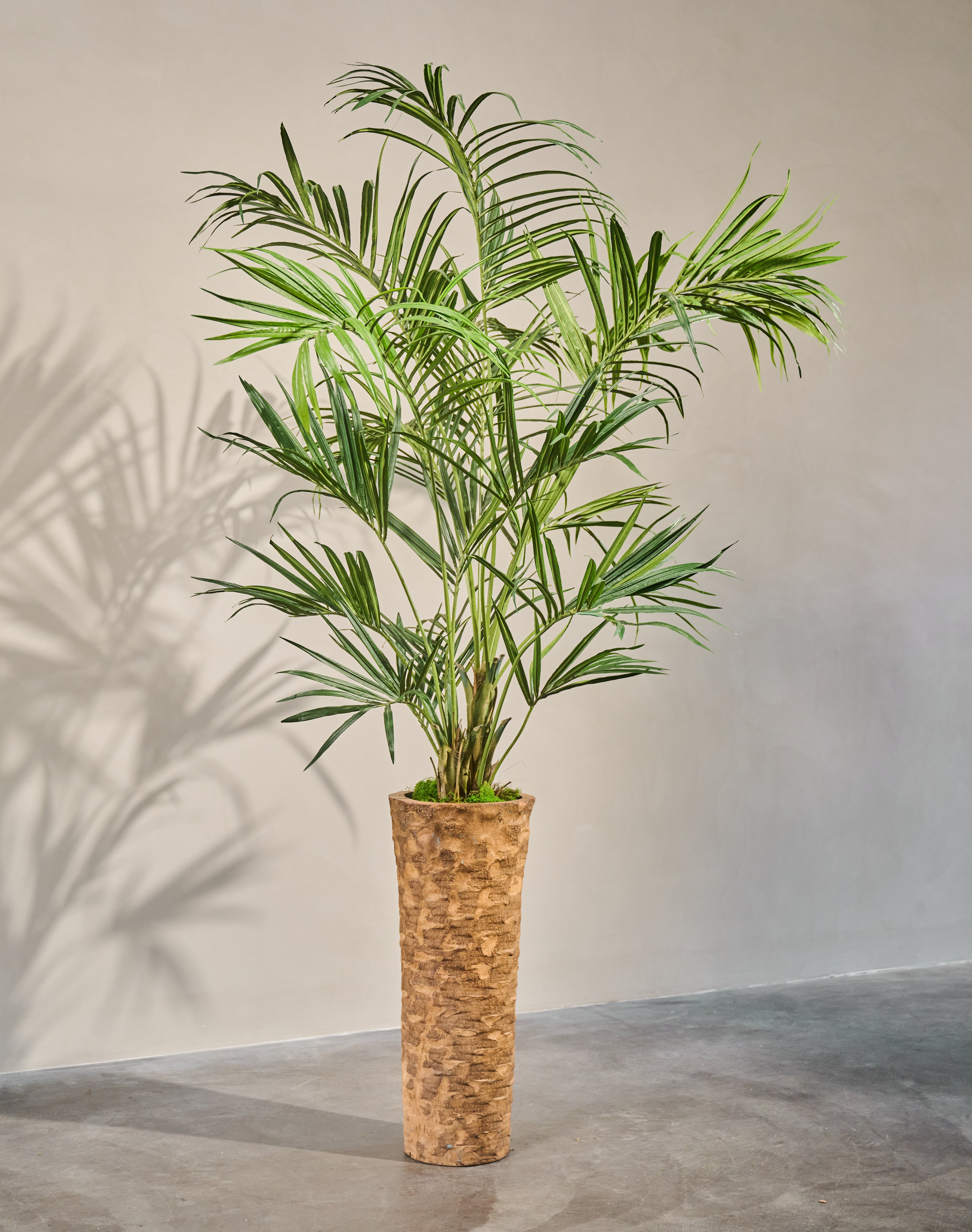Plant Kentia Palm Groen | 150 cm
