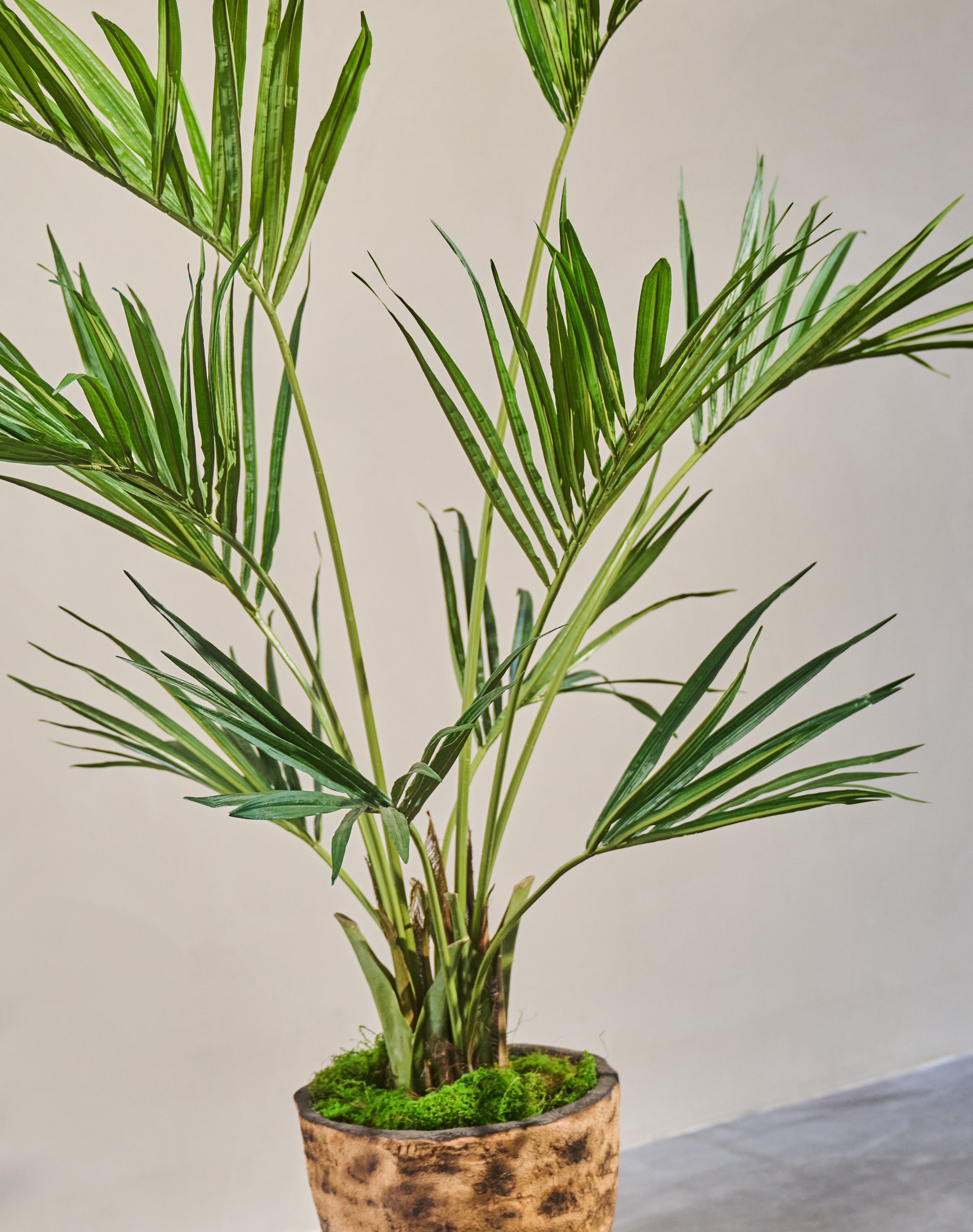 Plant Kentia Palm Groen - 220 cm