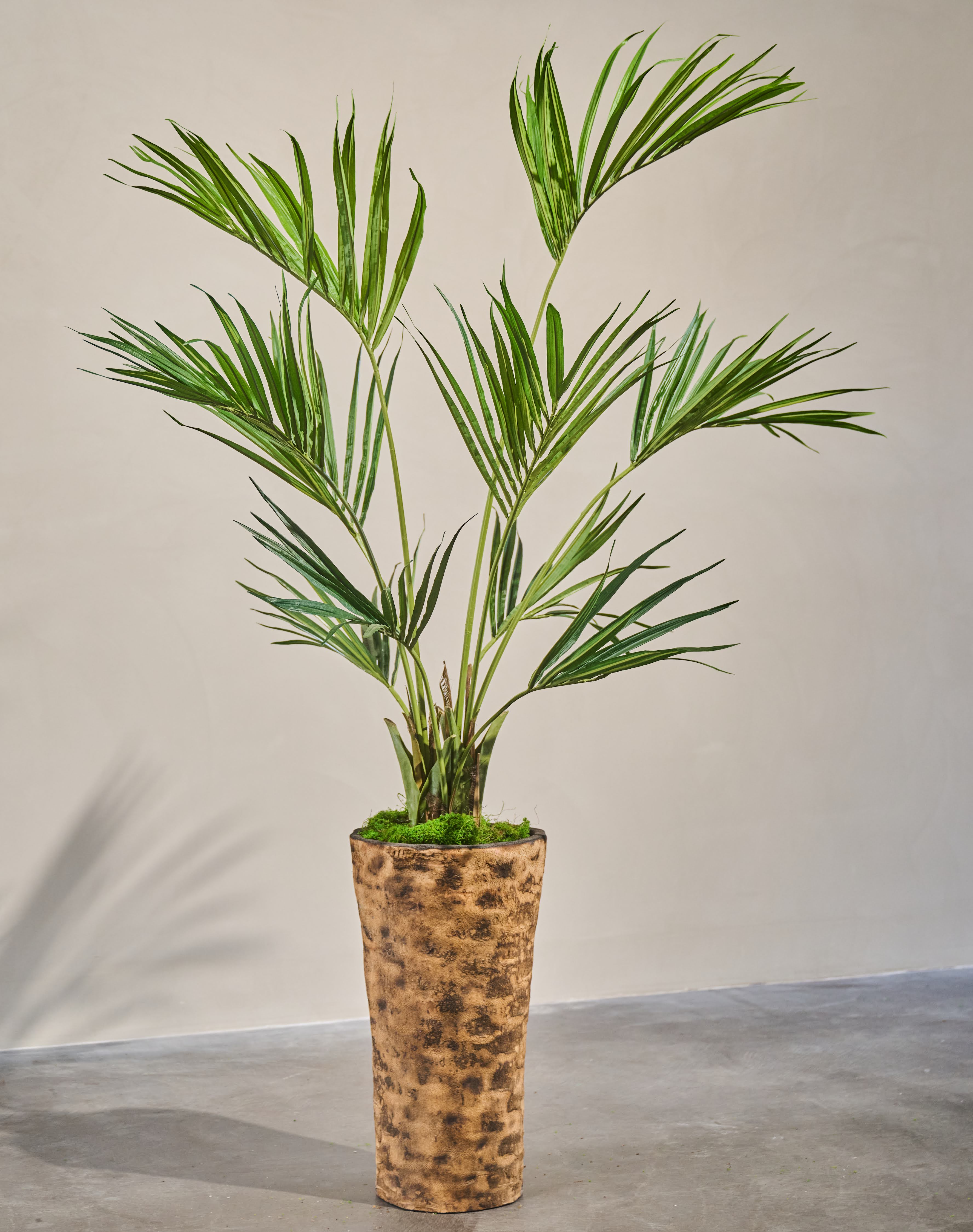 Plant Kentia Palm Groen - 220 cm