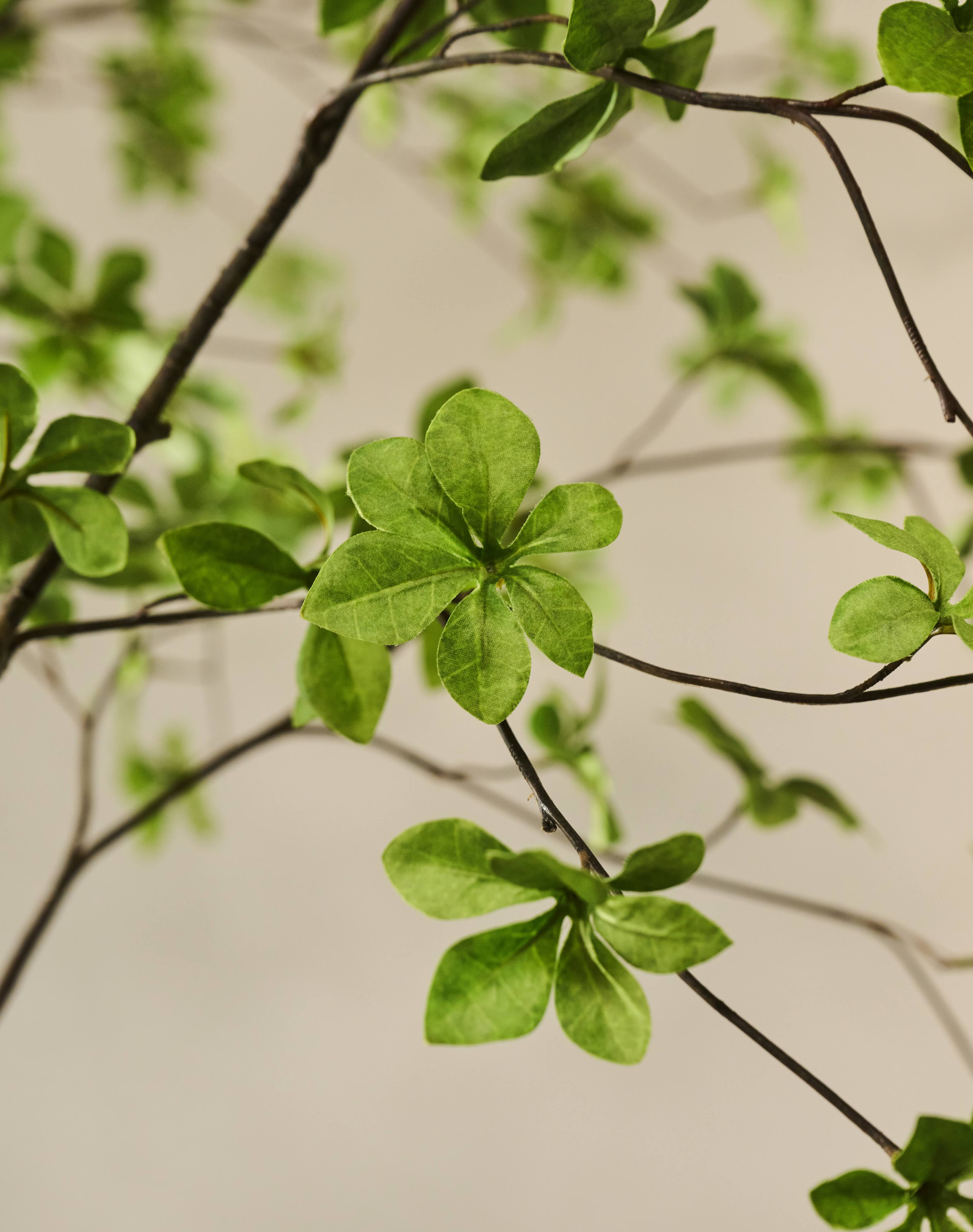 Boom Bucida LT | 244 cm