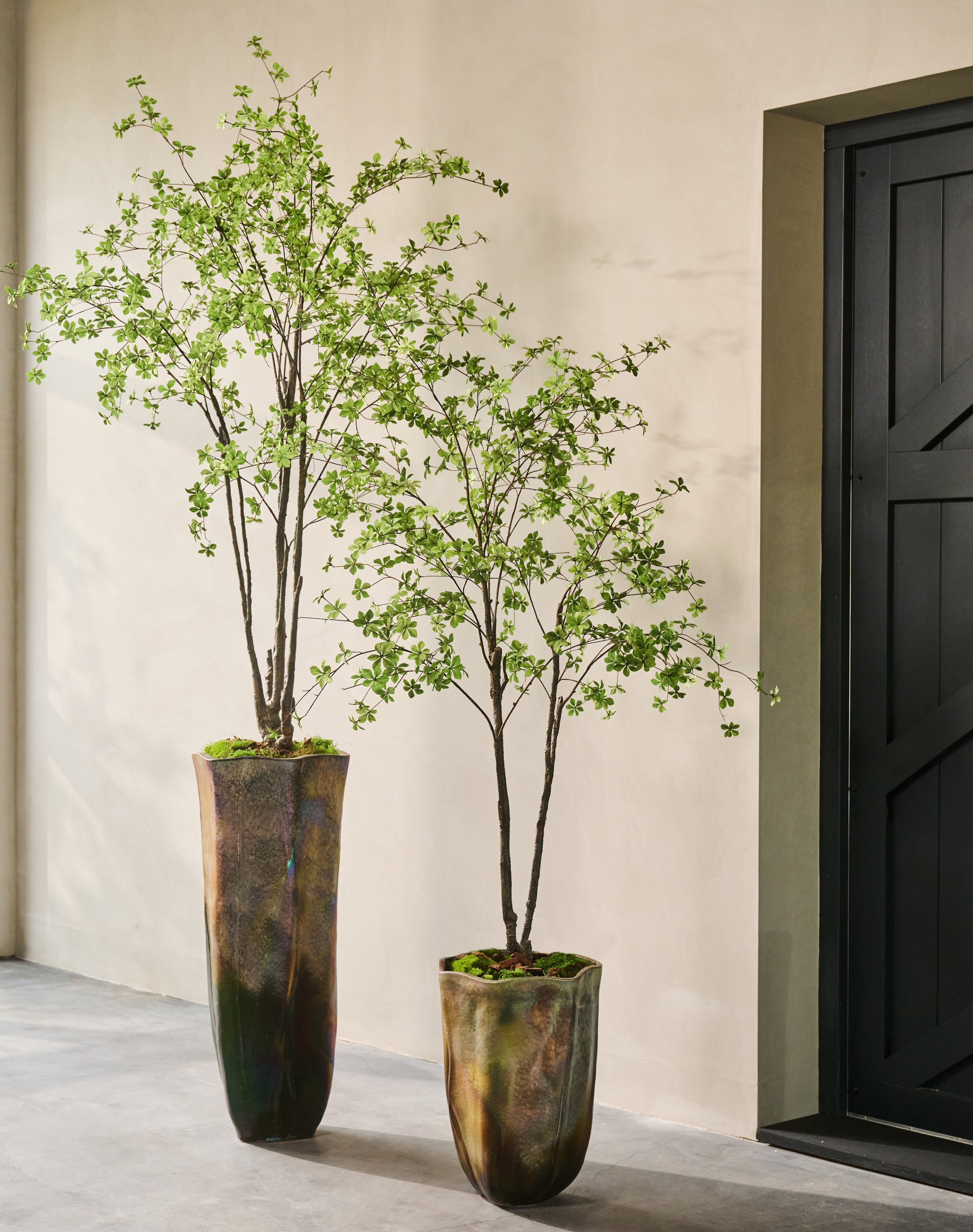 Boom Bucida LT | 244 cm