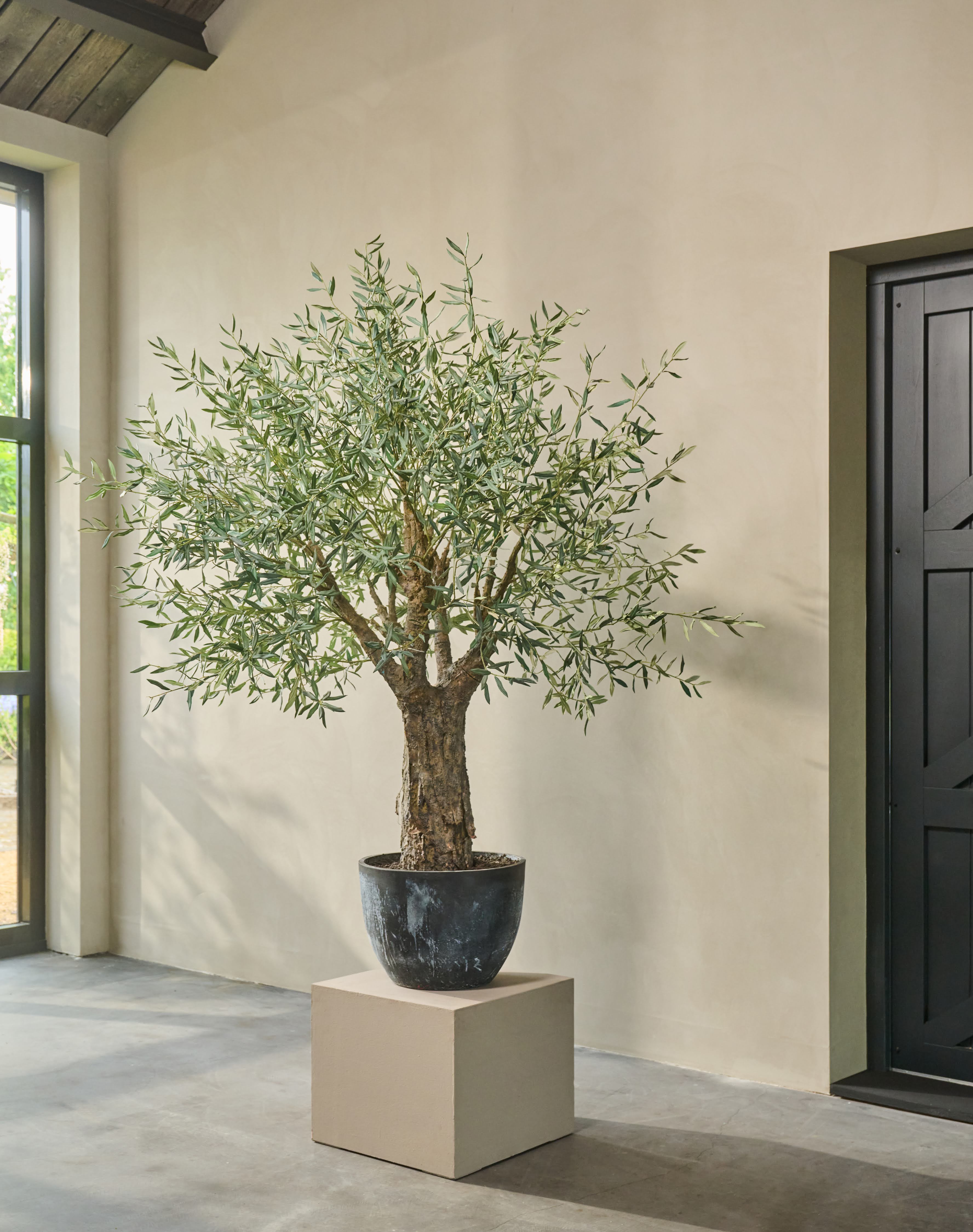 Olijfboom Groen | 240 cm