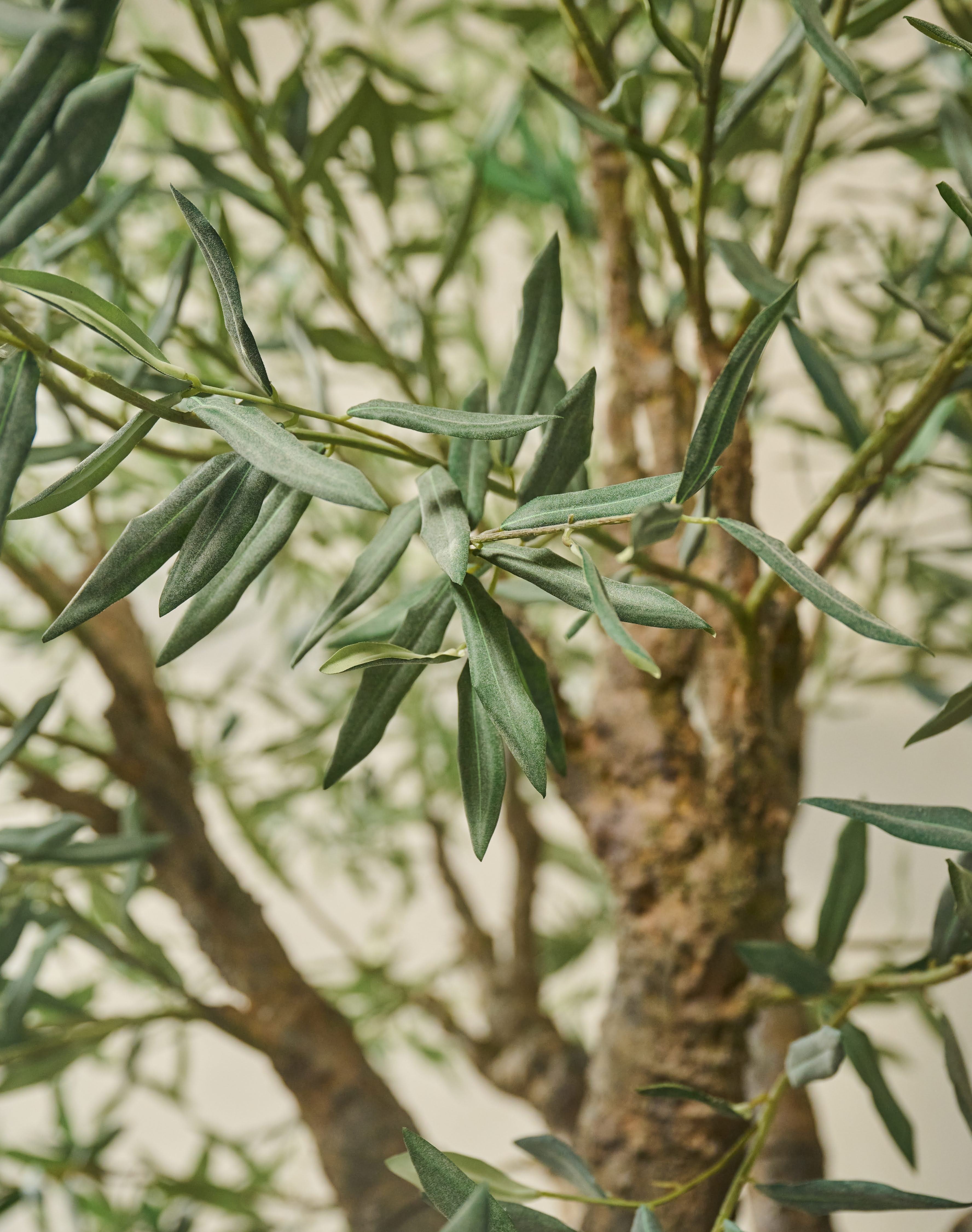 Olijfboom Groen | 240 cm