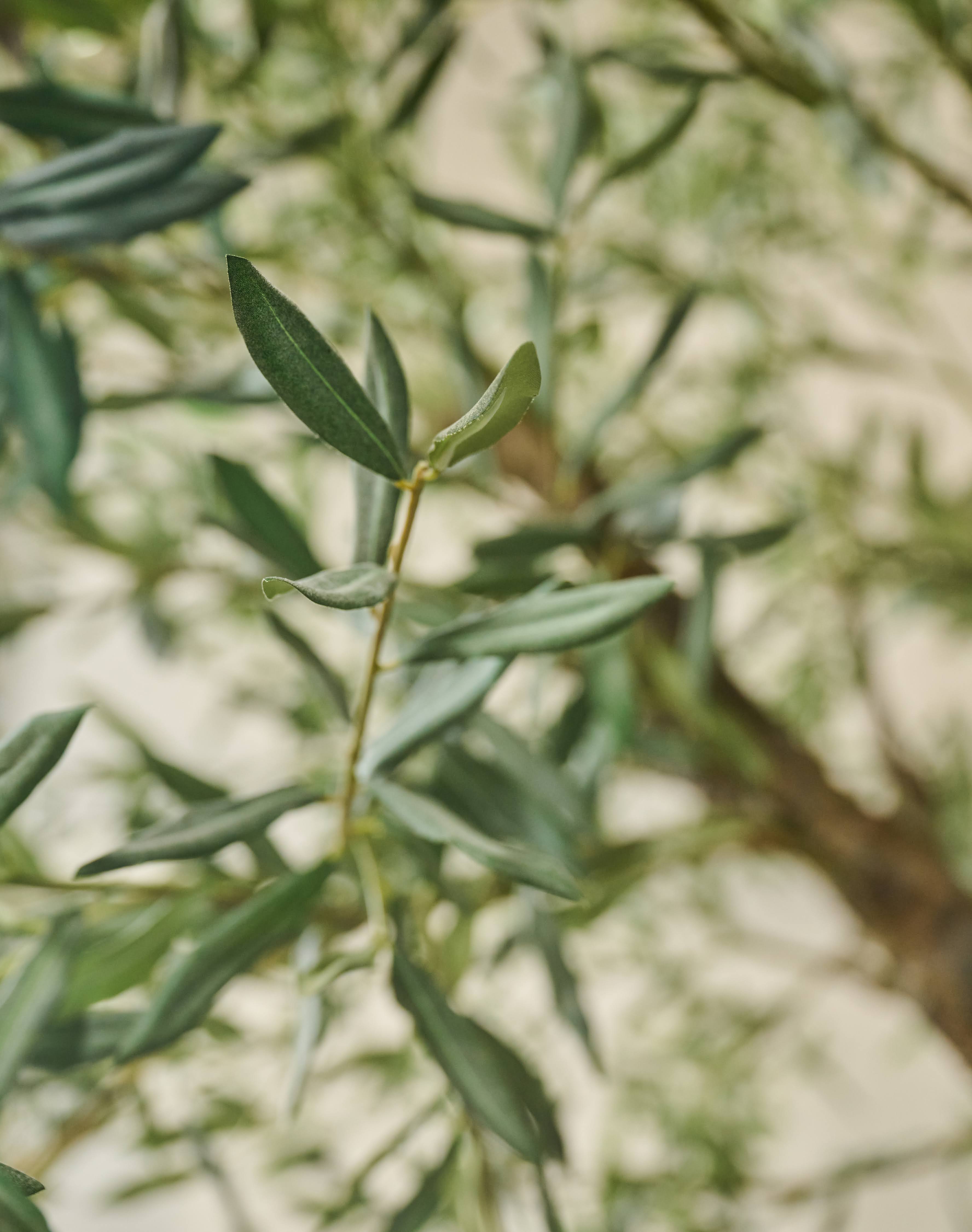 Olijfboom Groen | 240 cm