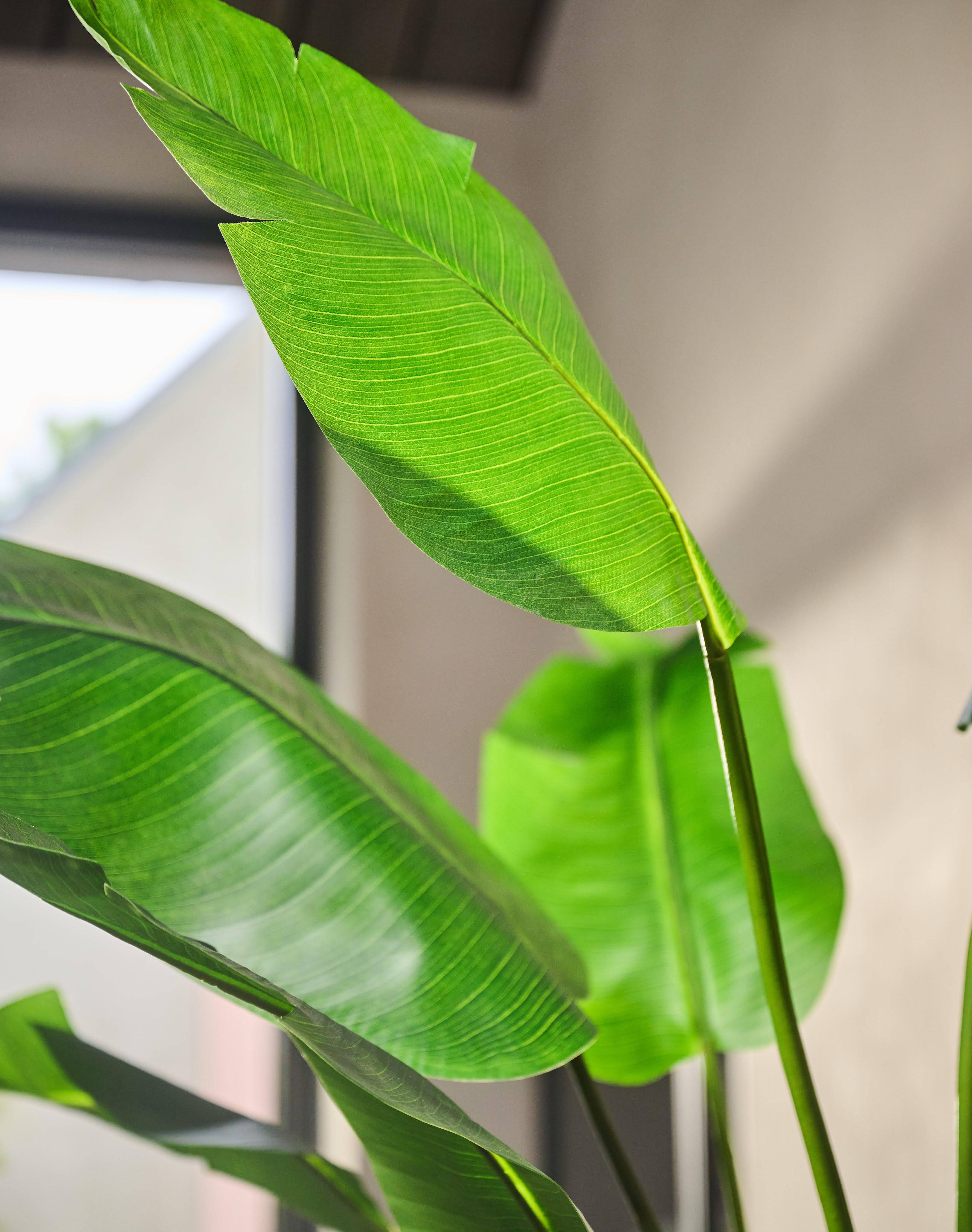 Plant Strelitzia Groen | 182 cm