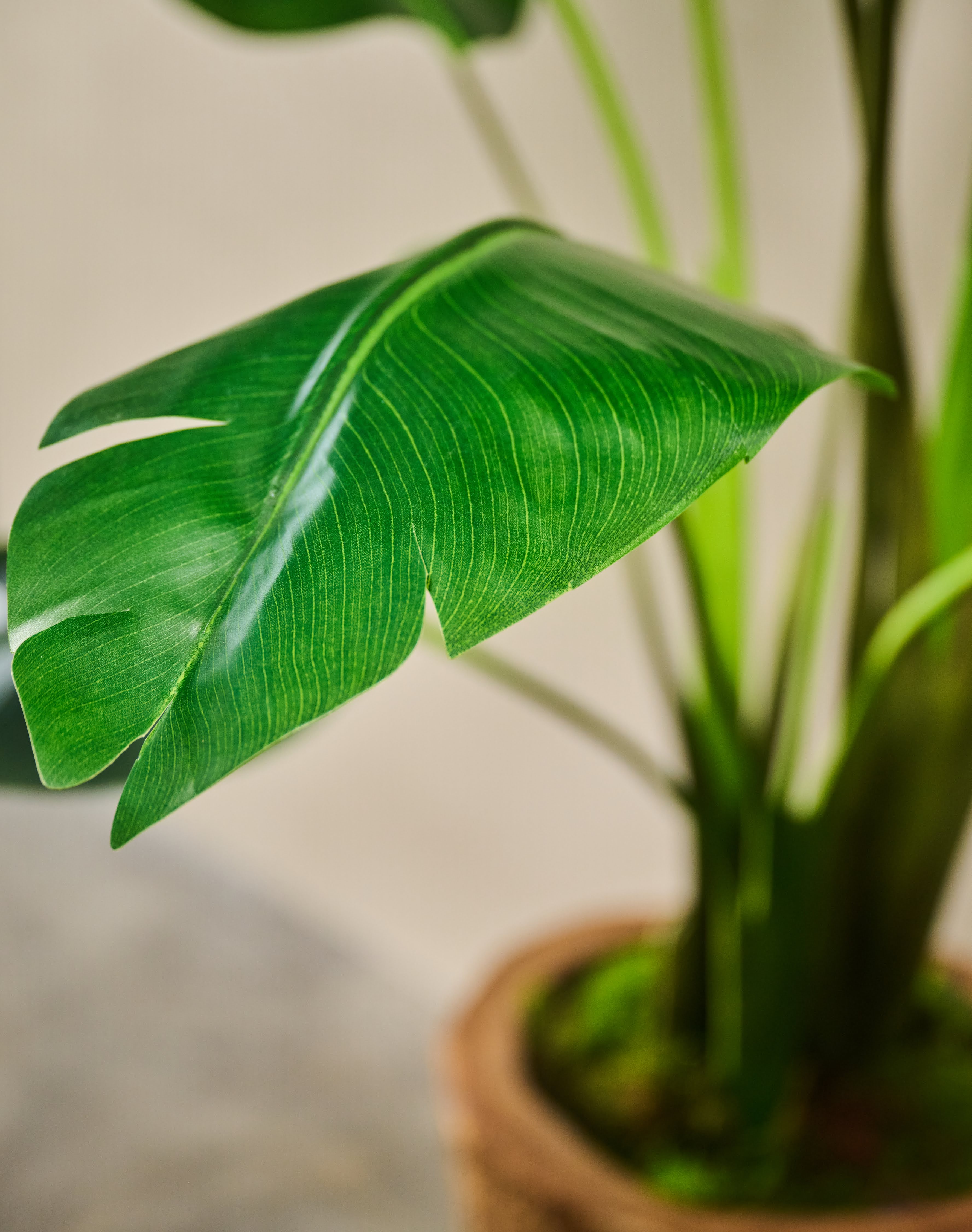 Plant Strelitzia Groen | 182 cm