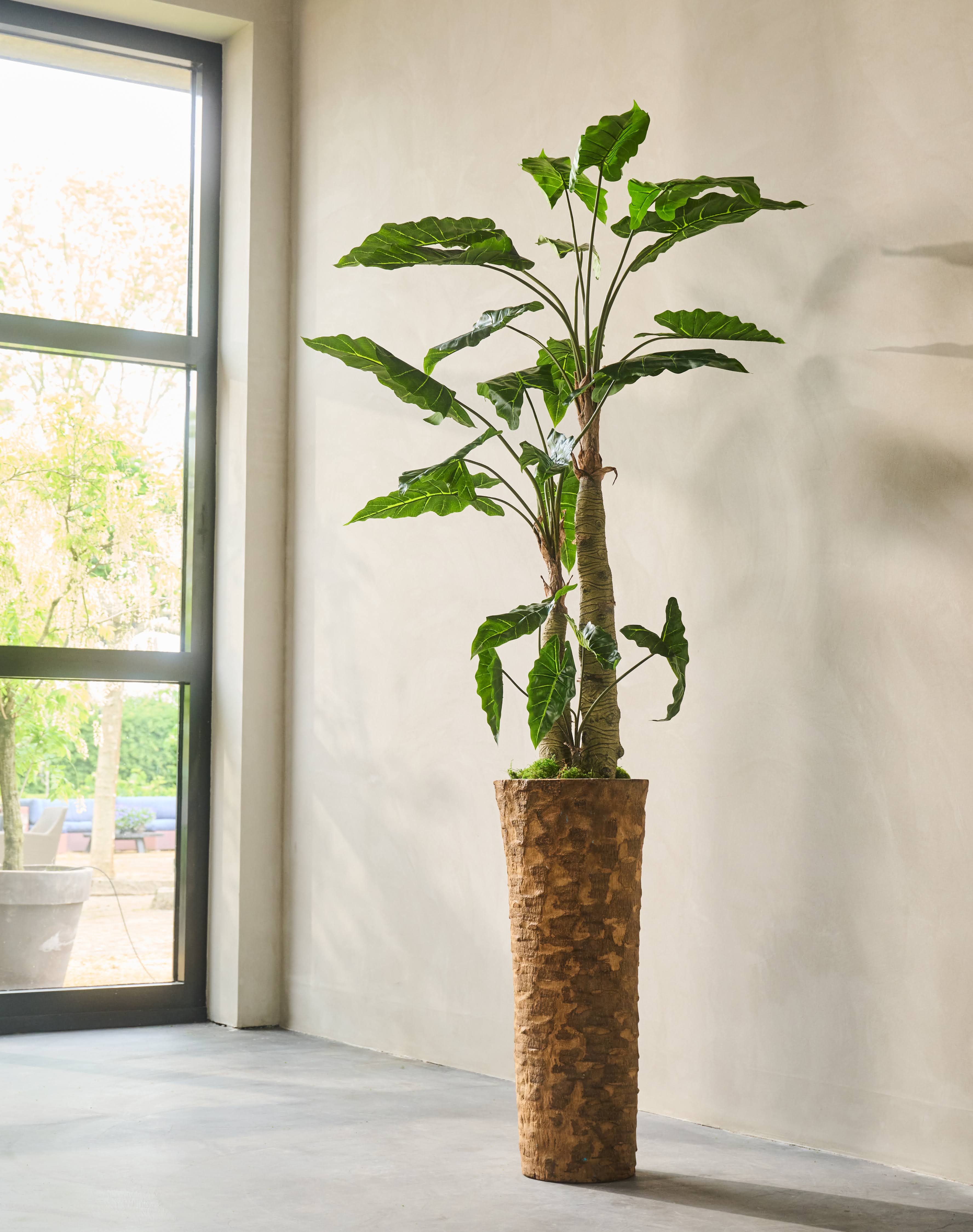 Alocasia groen | 182 cm