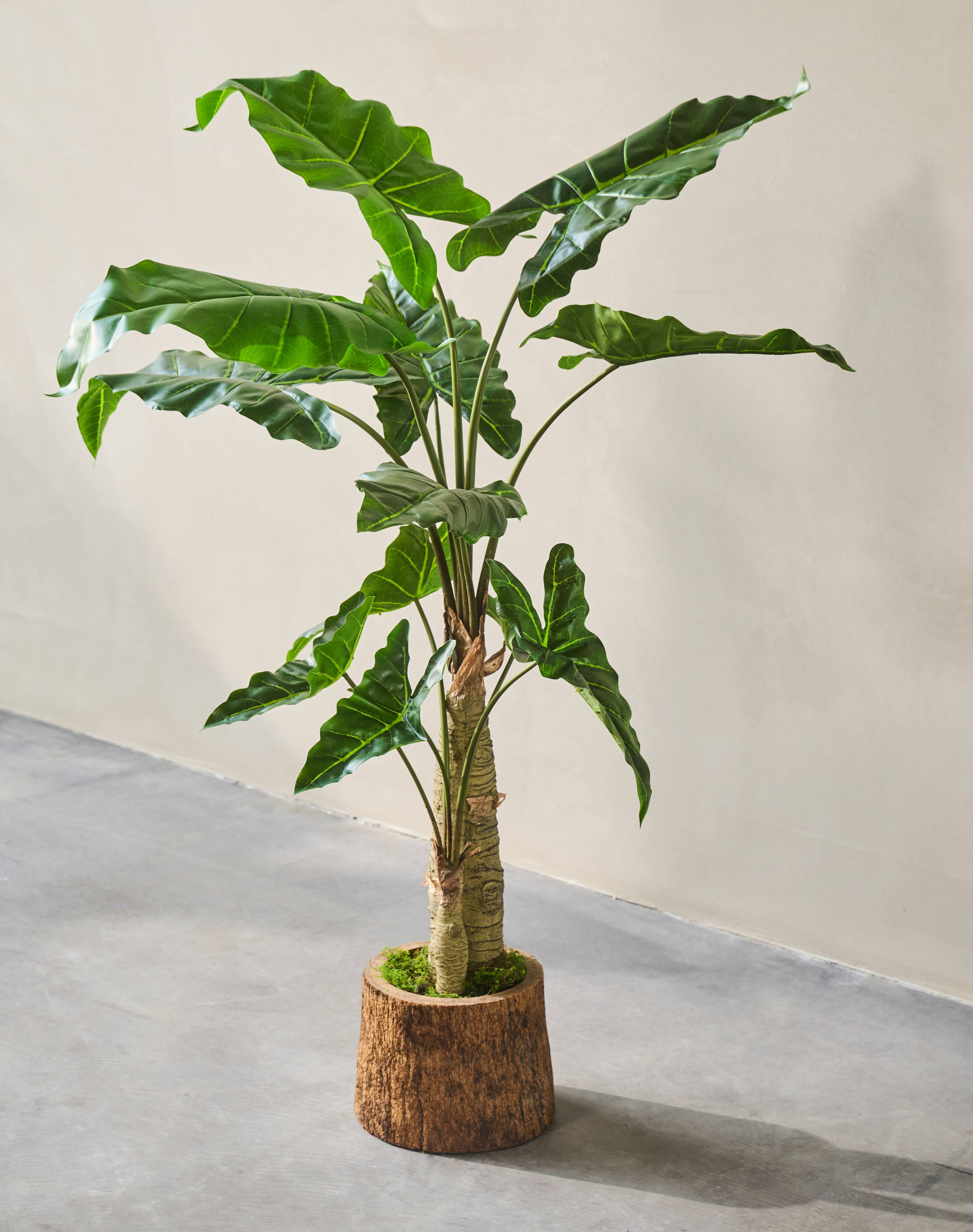 Alocasia groen | 121 cm
