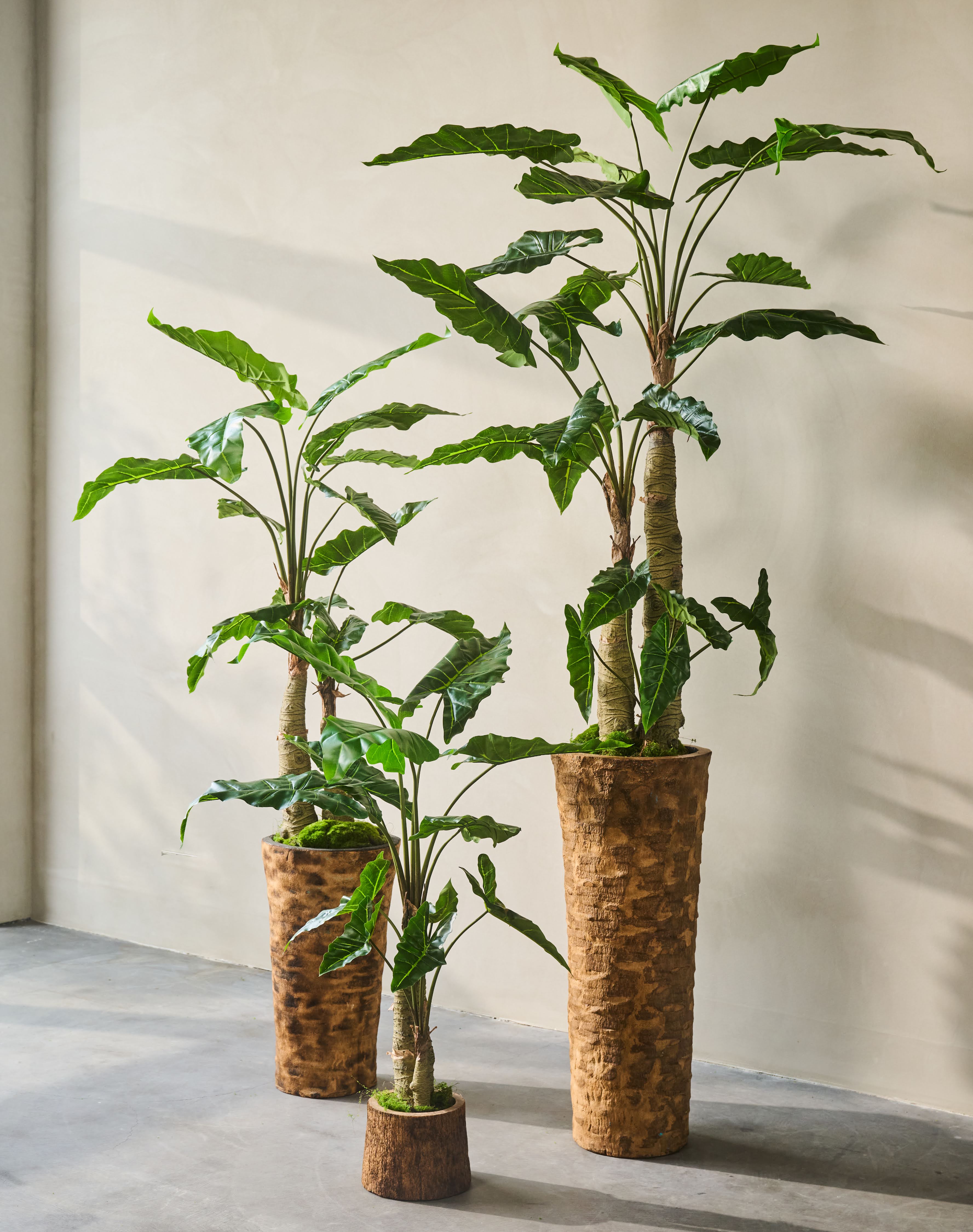 Alocasia groen | 182 cm