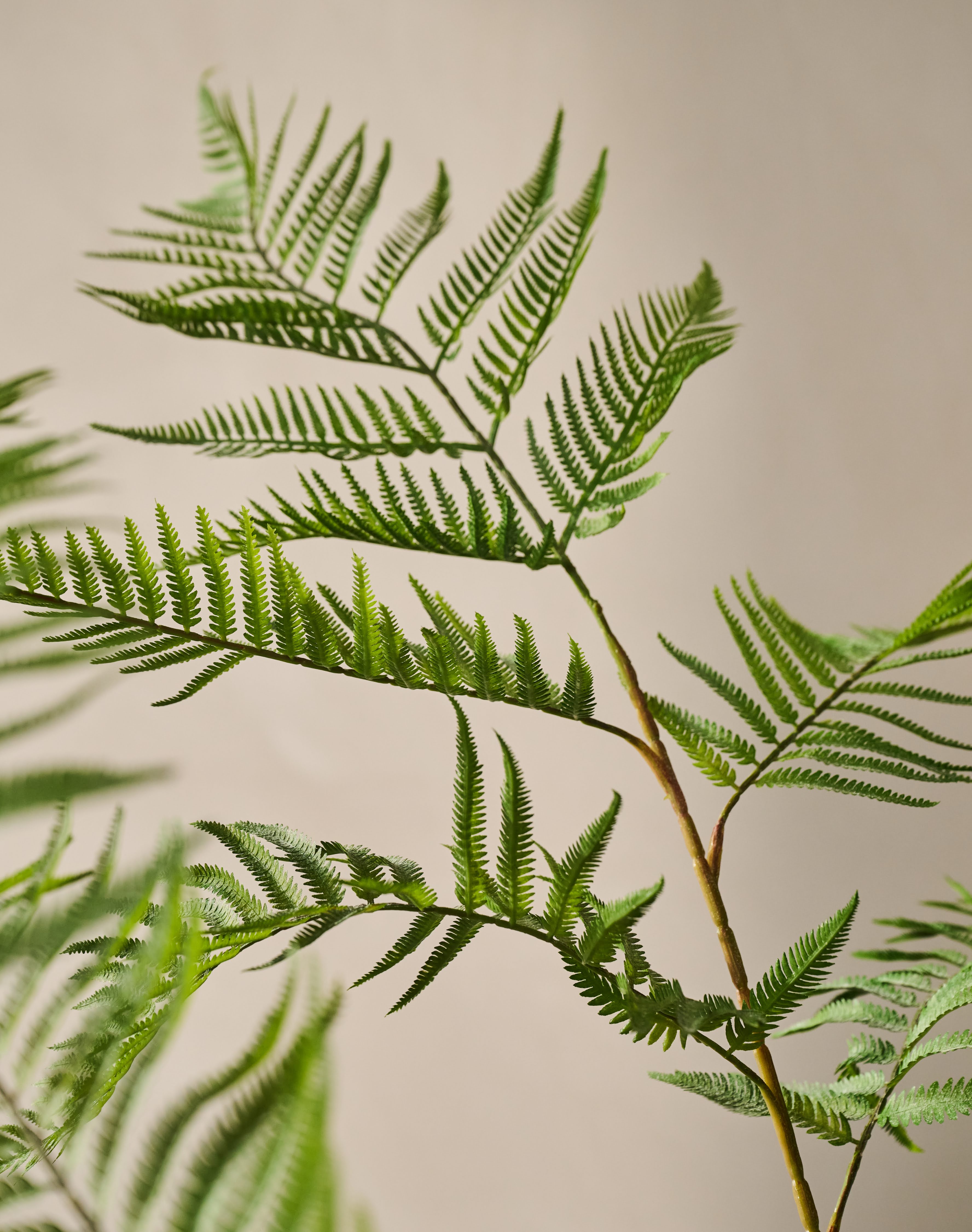 Plant Varen Groen | 157 cm