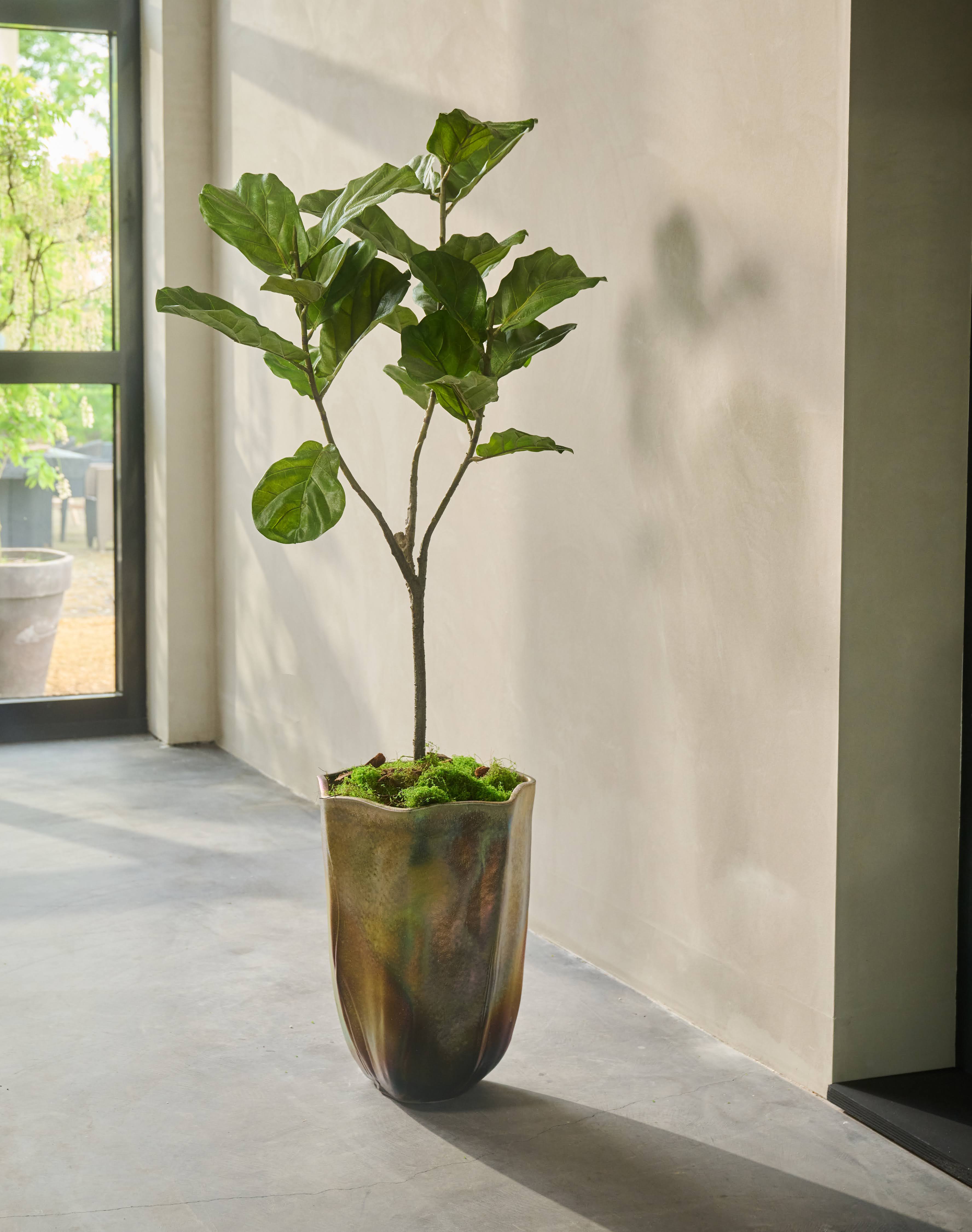 Plant Ficus Groen | 151 cm