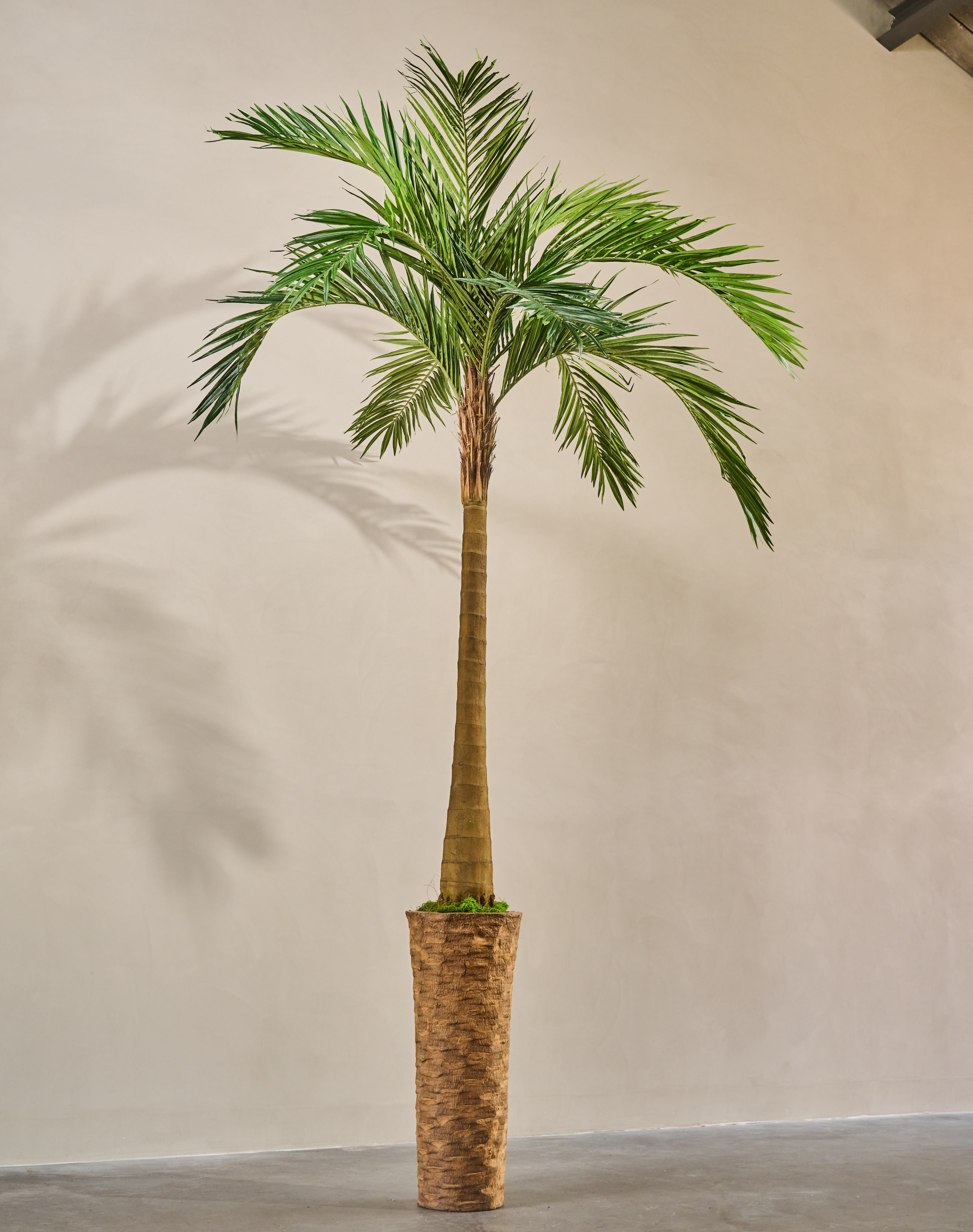 Plant Palm | 213 cm