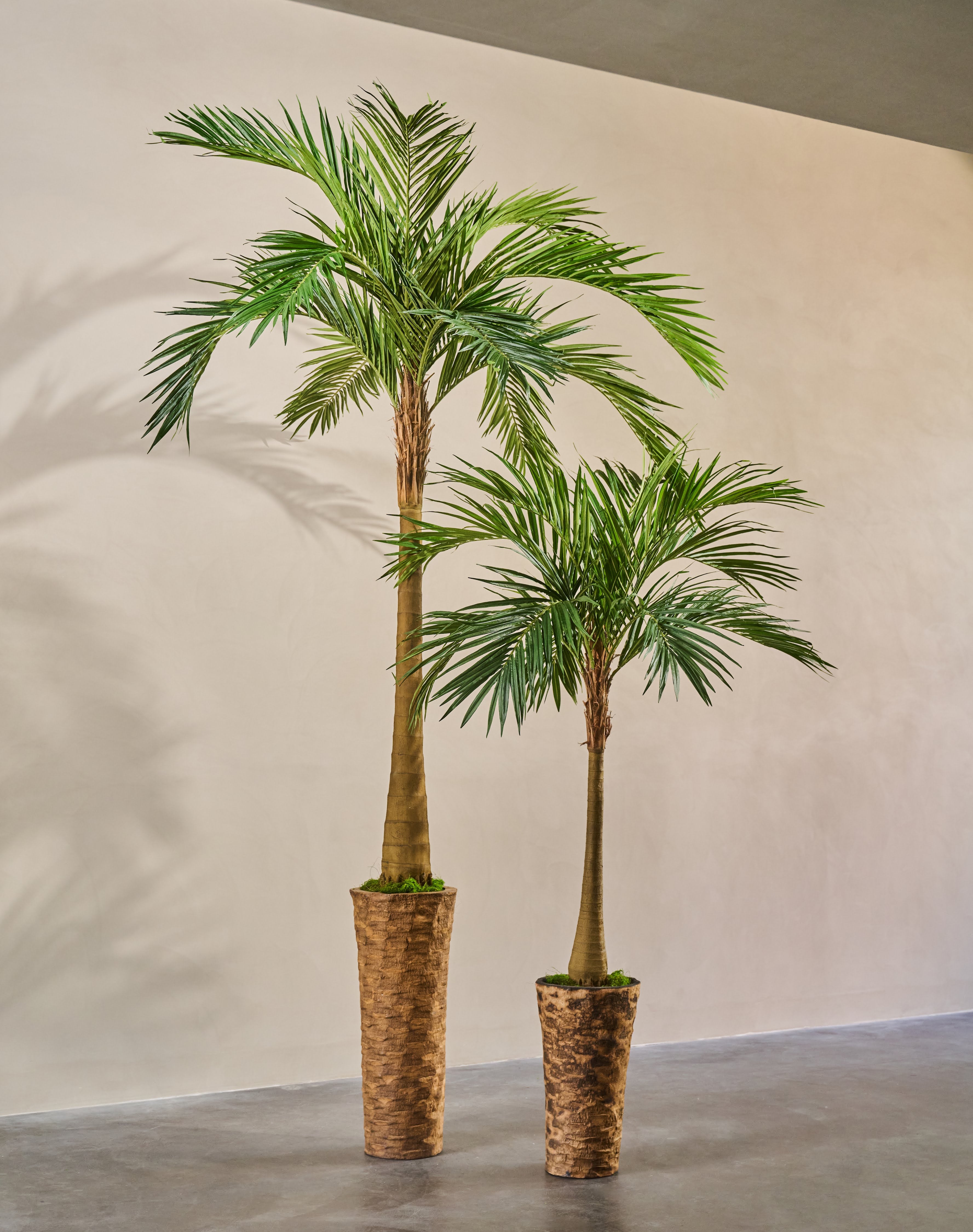 Plant Palm | 213 cm