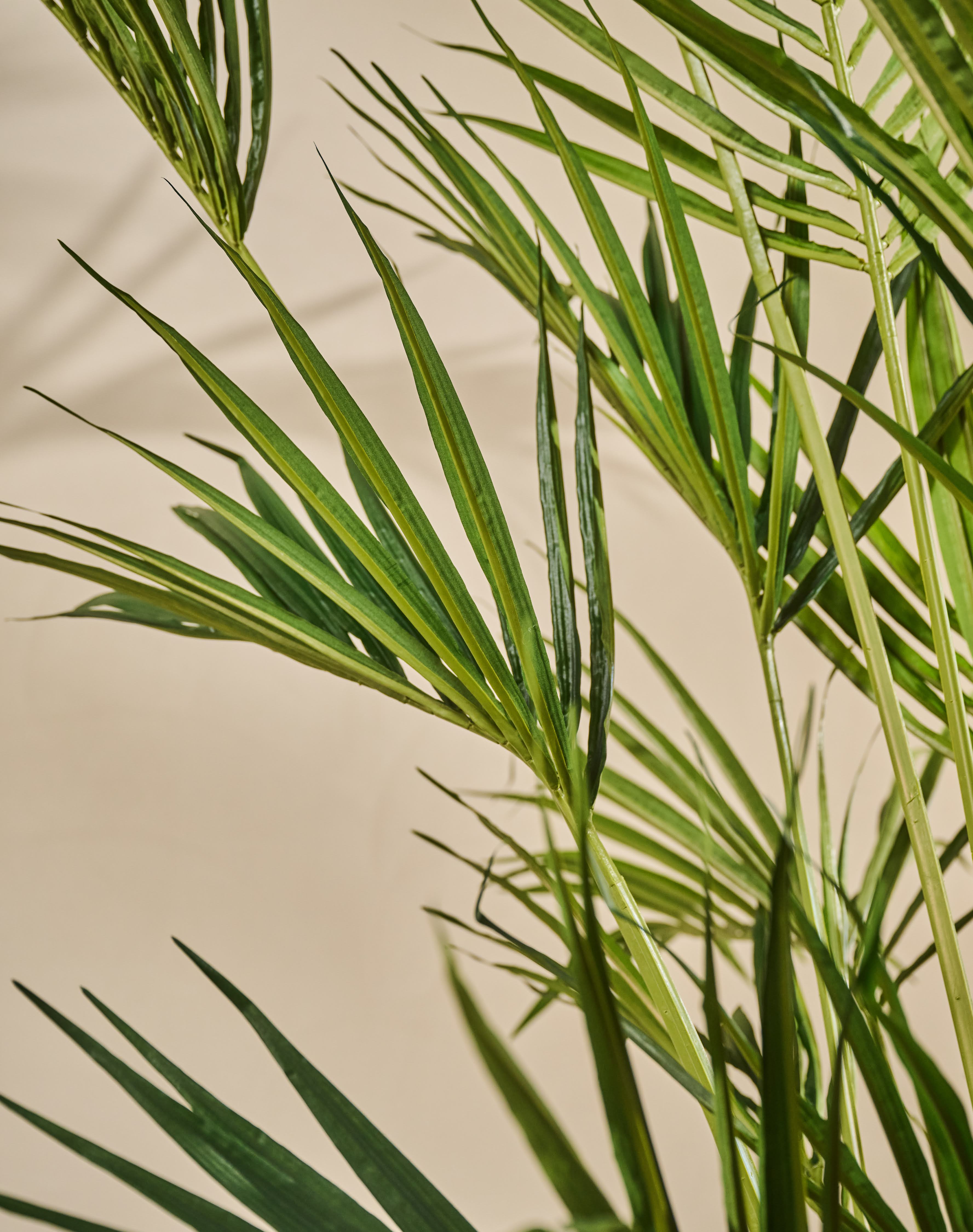 Plant Palm | 250 cm