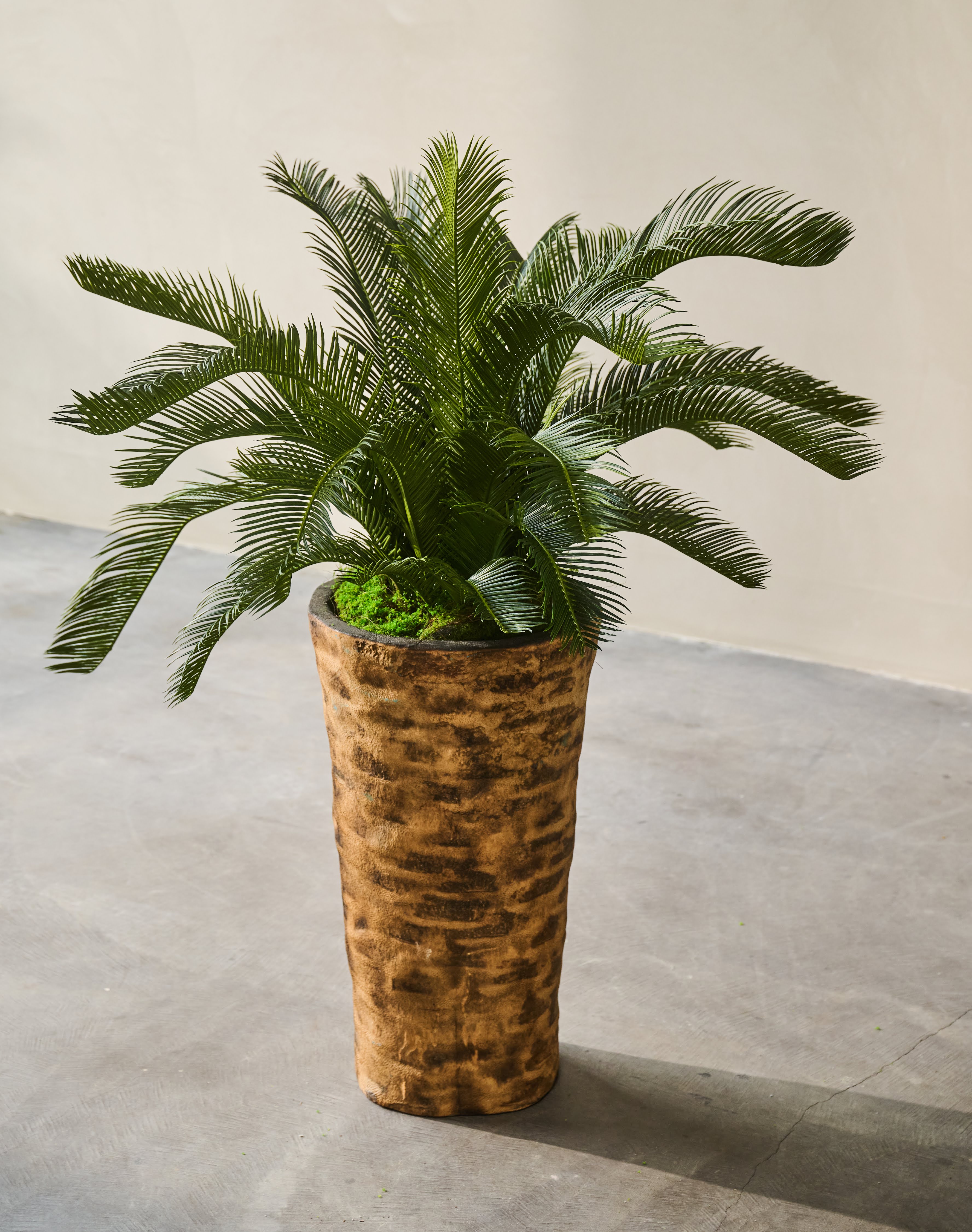 Plant Palm | 80 cm