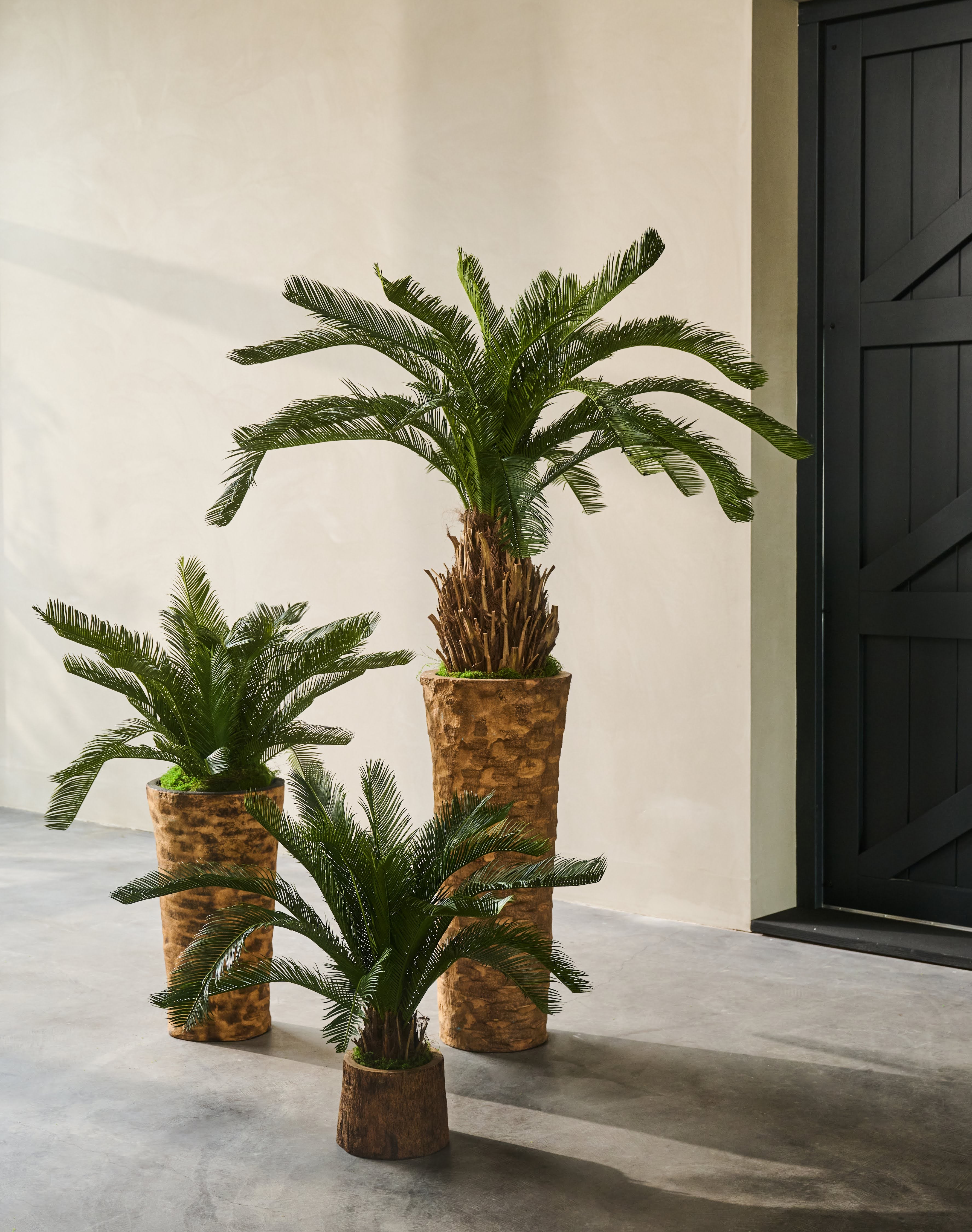 Plant Palm | 60 cm