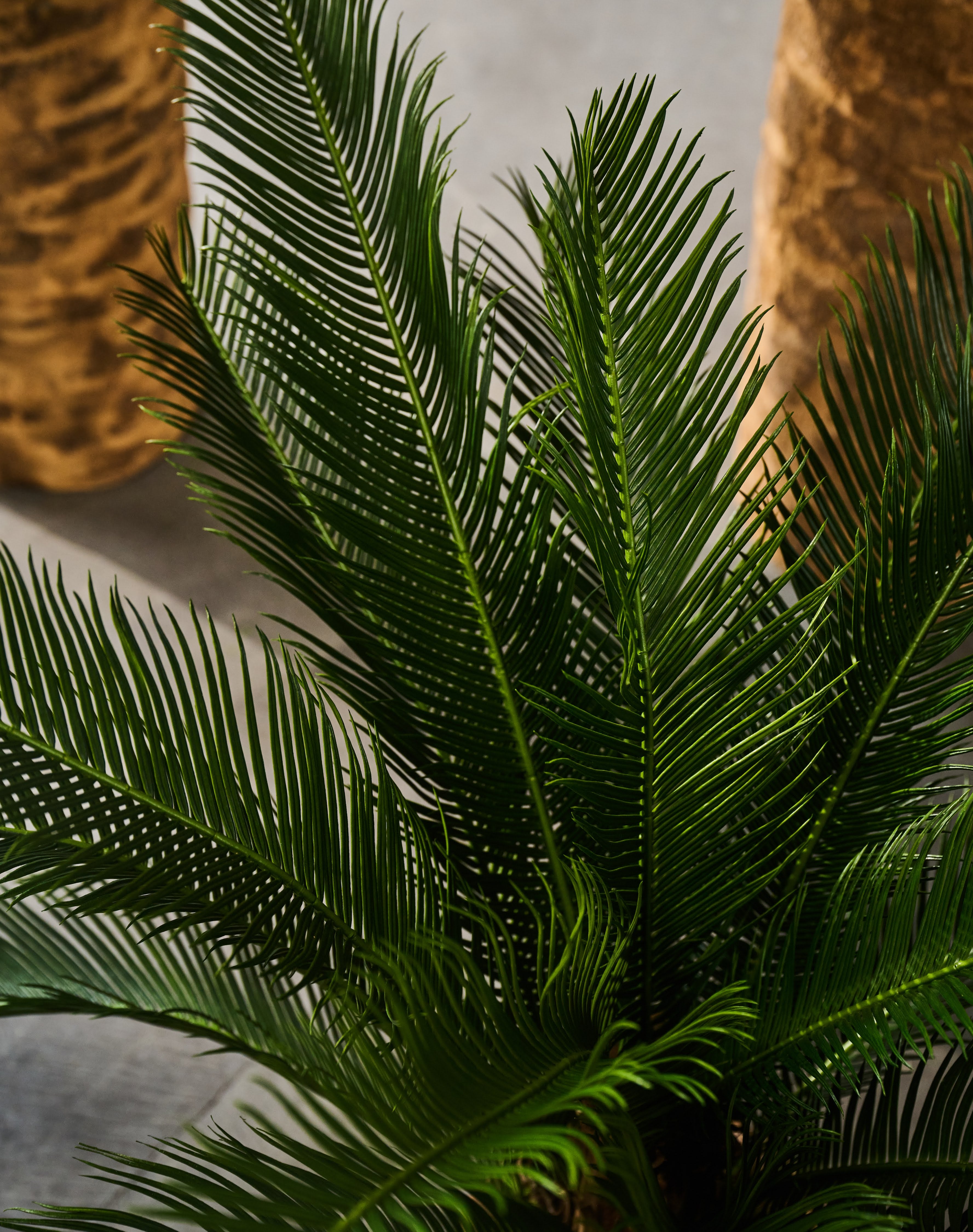 Plant Palm | 60 cm