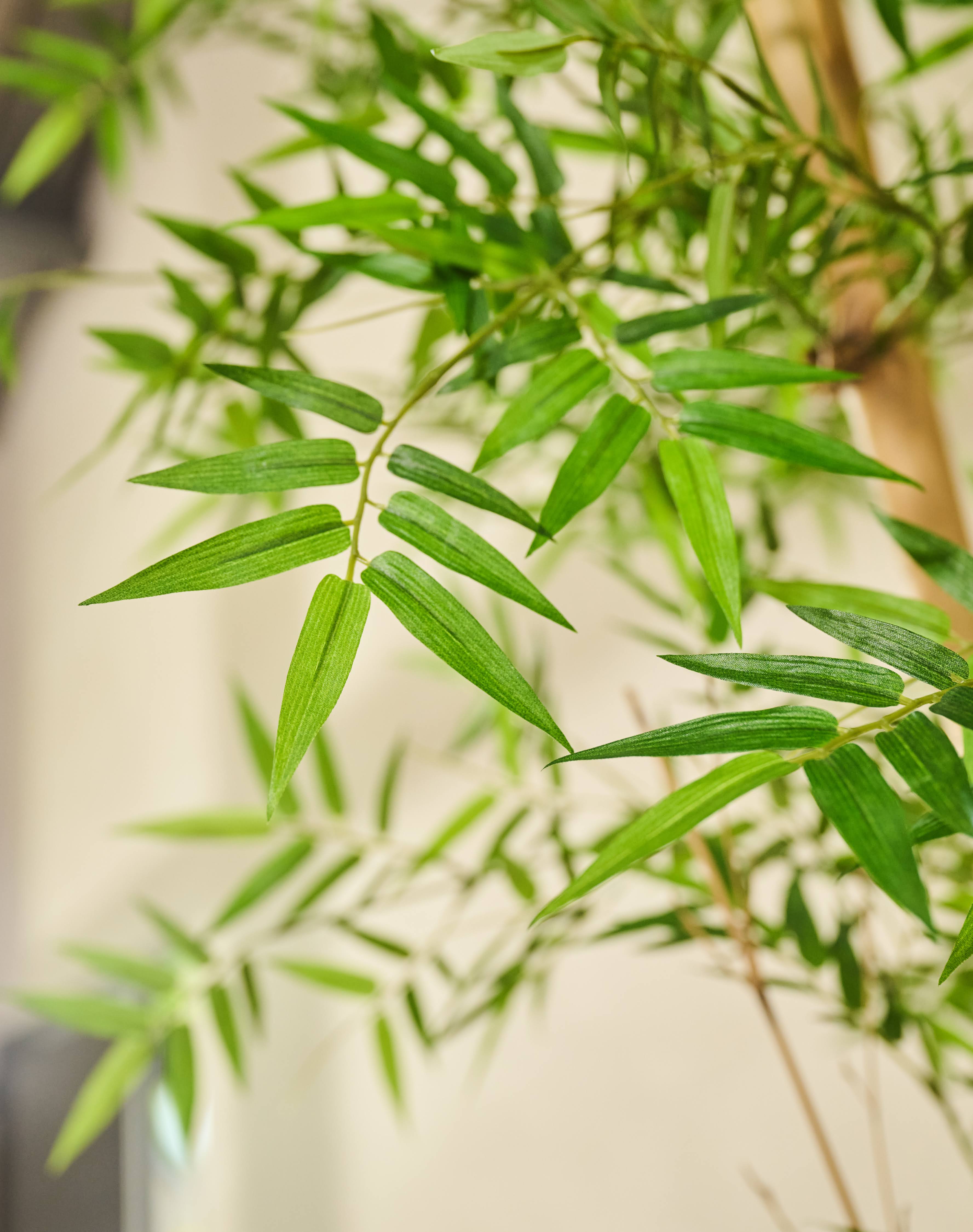 Bamboe Groen | 335 cm