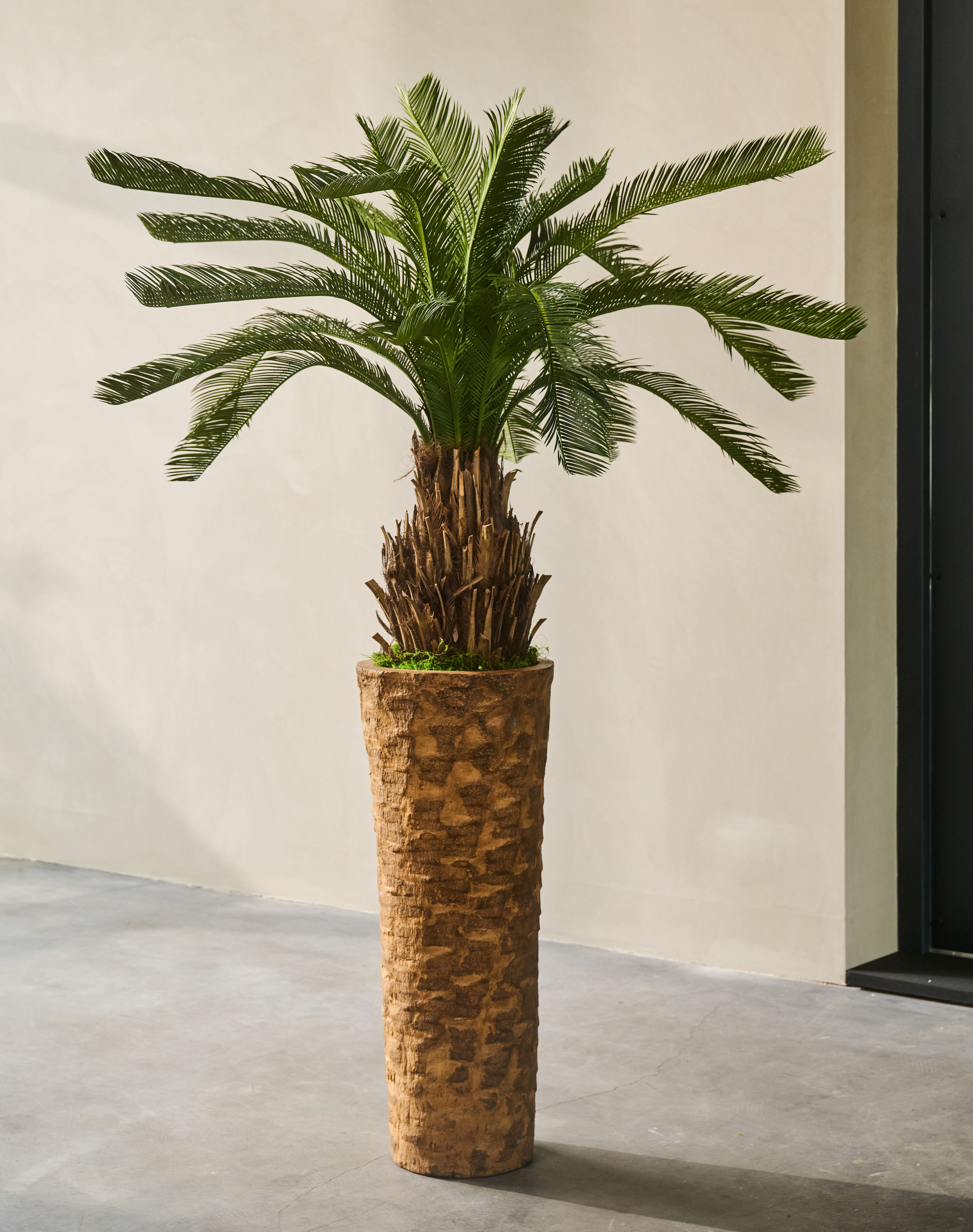 Plant Palm | 60 cm