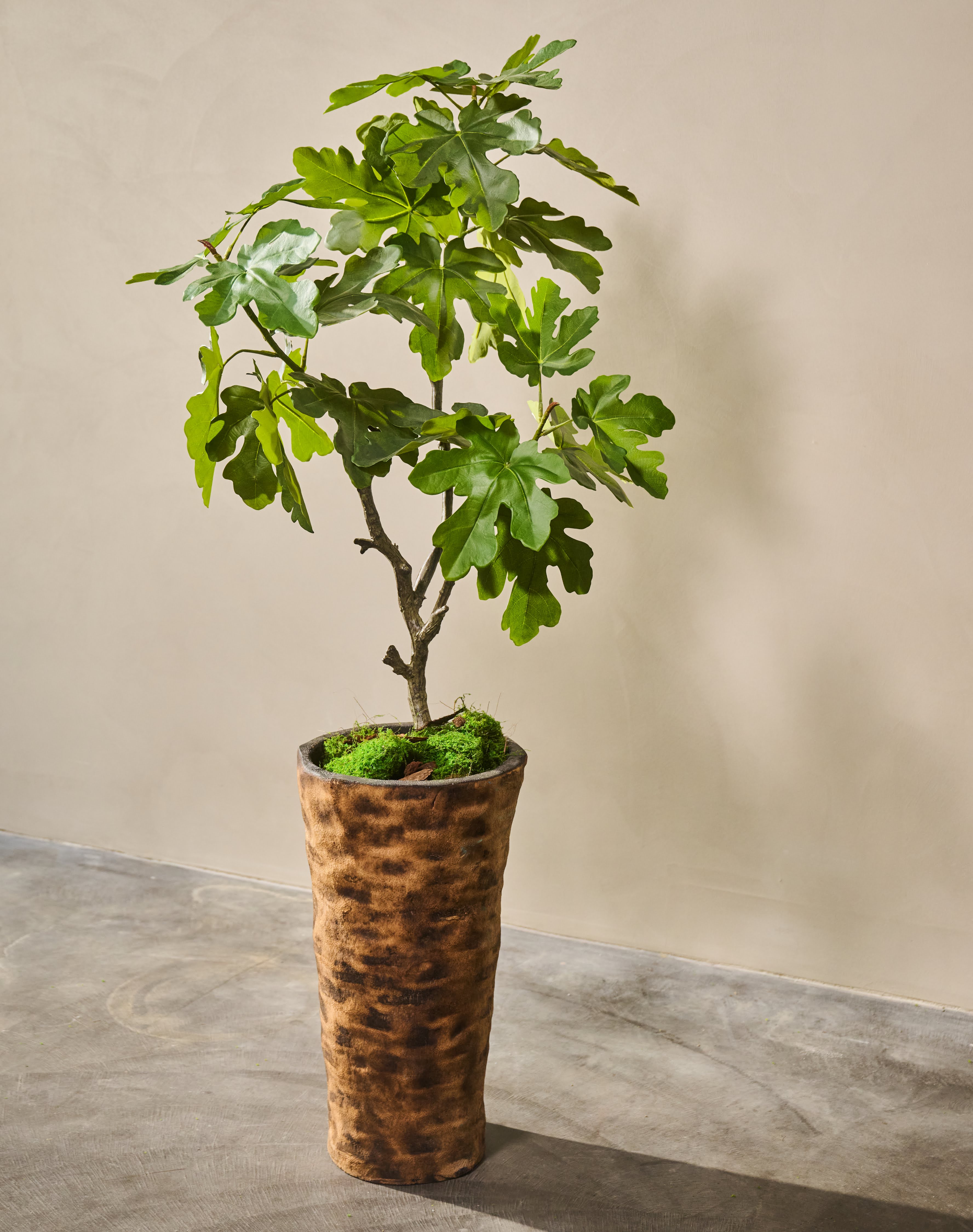 Plant Vijg Groen | 122 cm