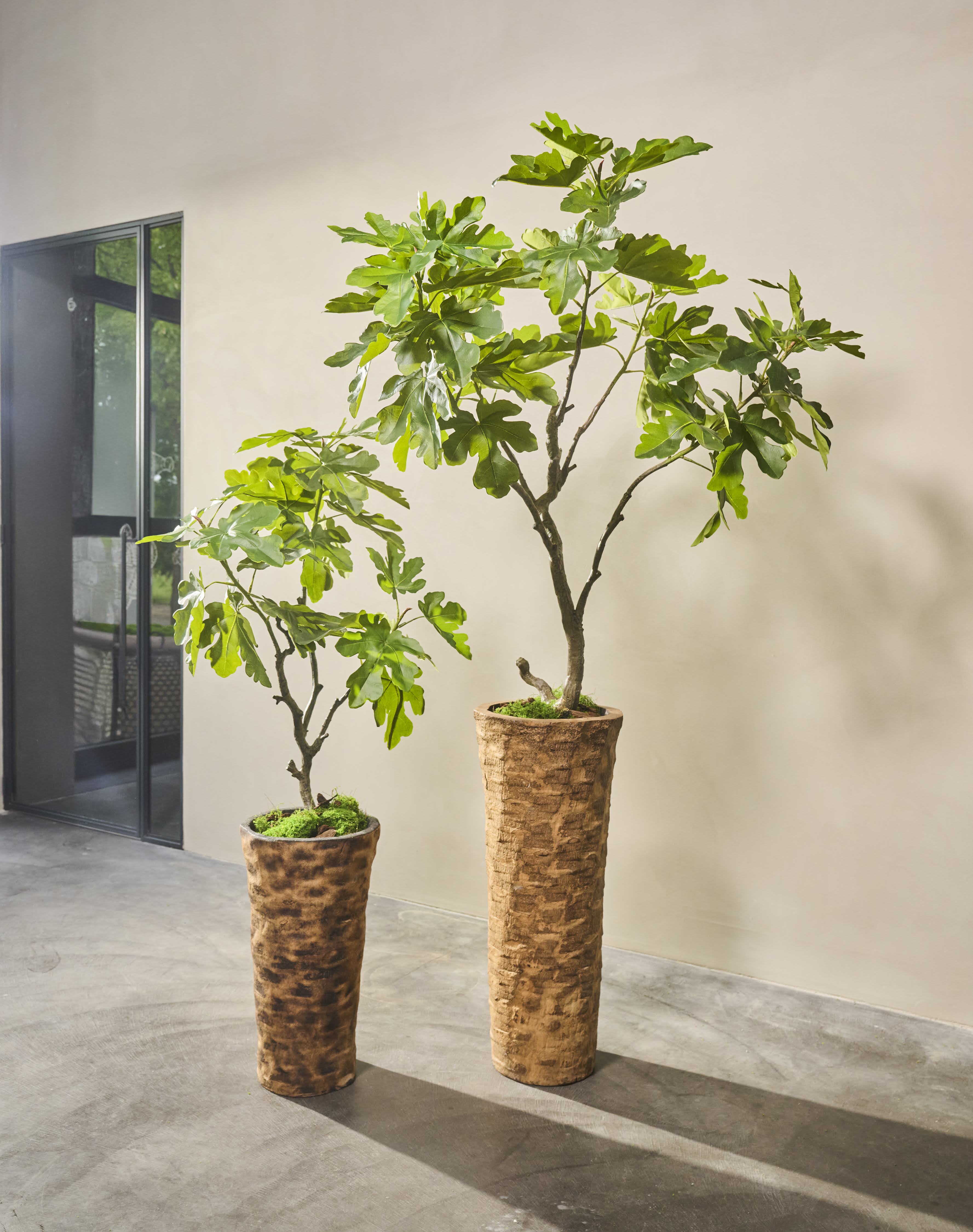 Plant Vijg Groen | 152 cm