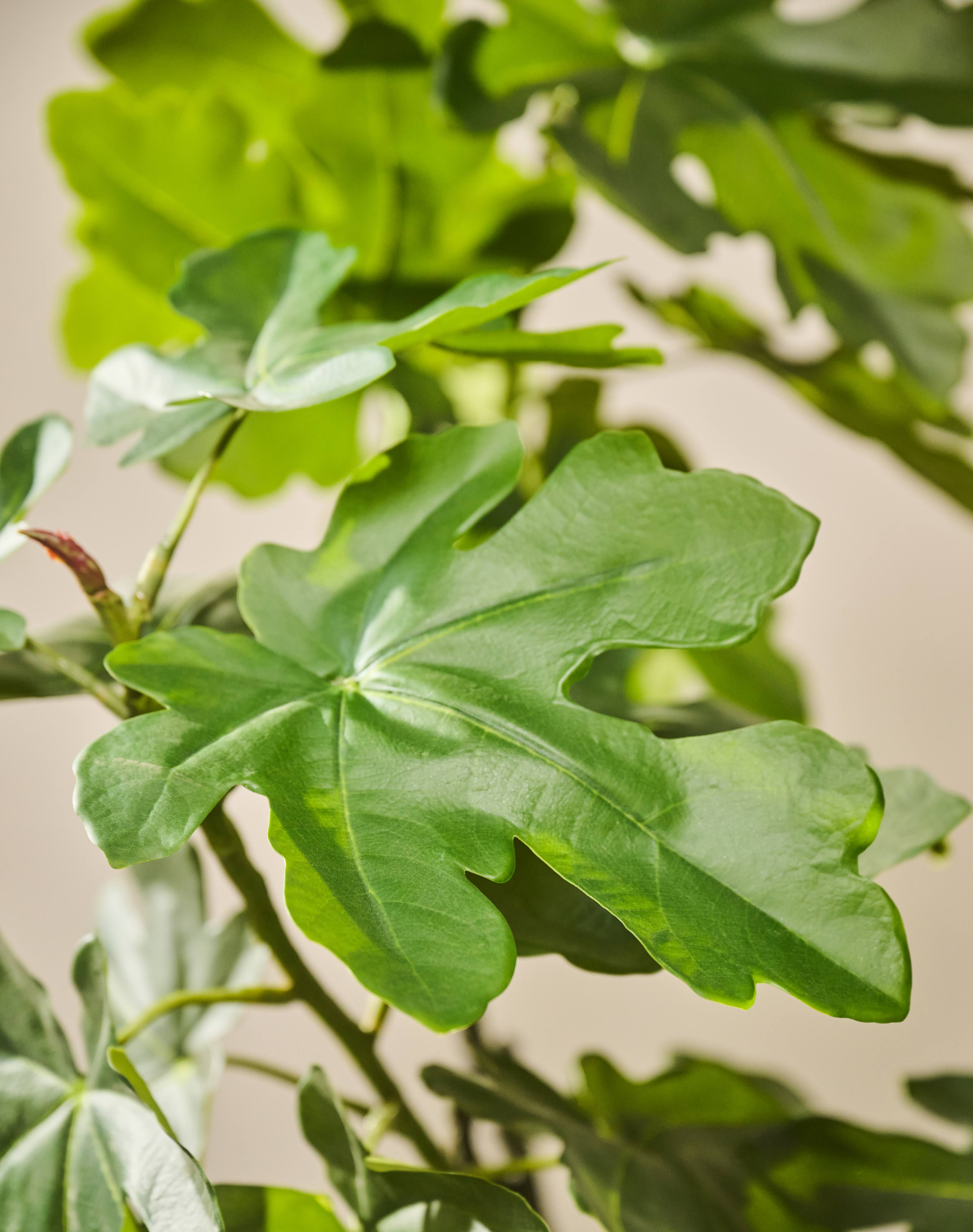 Plant Vijg Groen | 152 cm