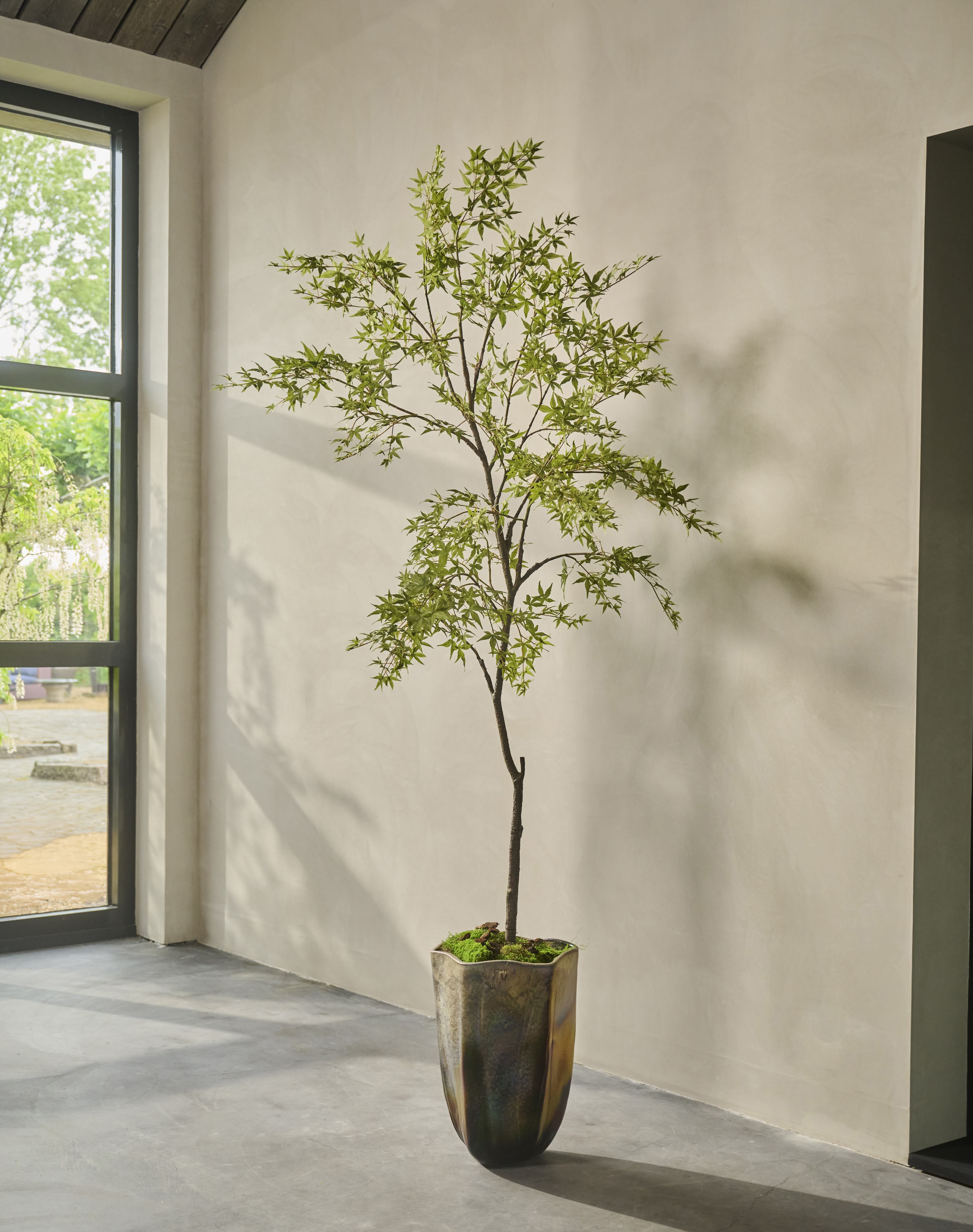 Boom Esdoorn Groen | 249 cm