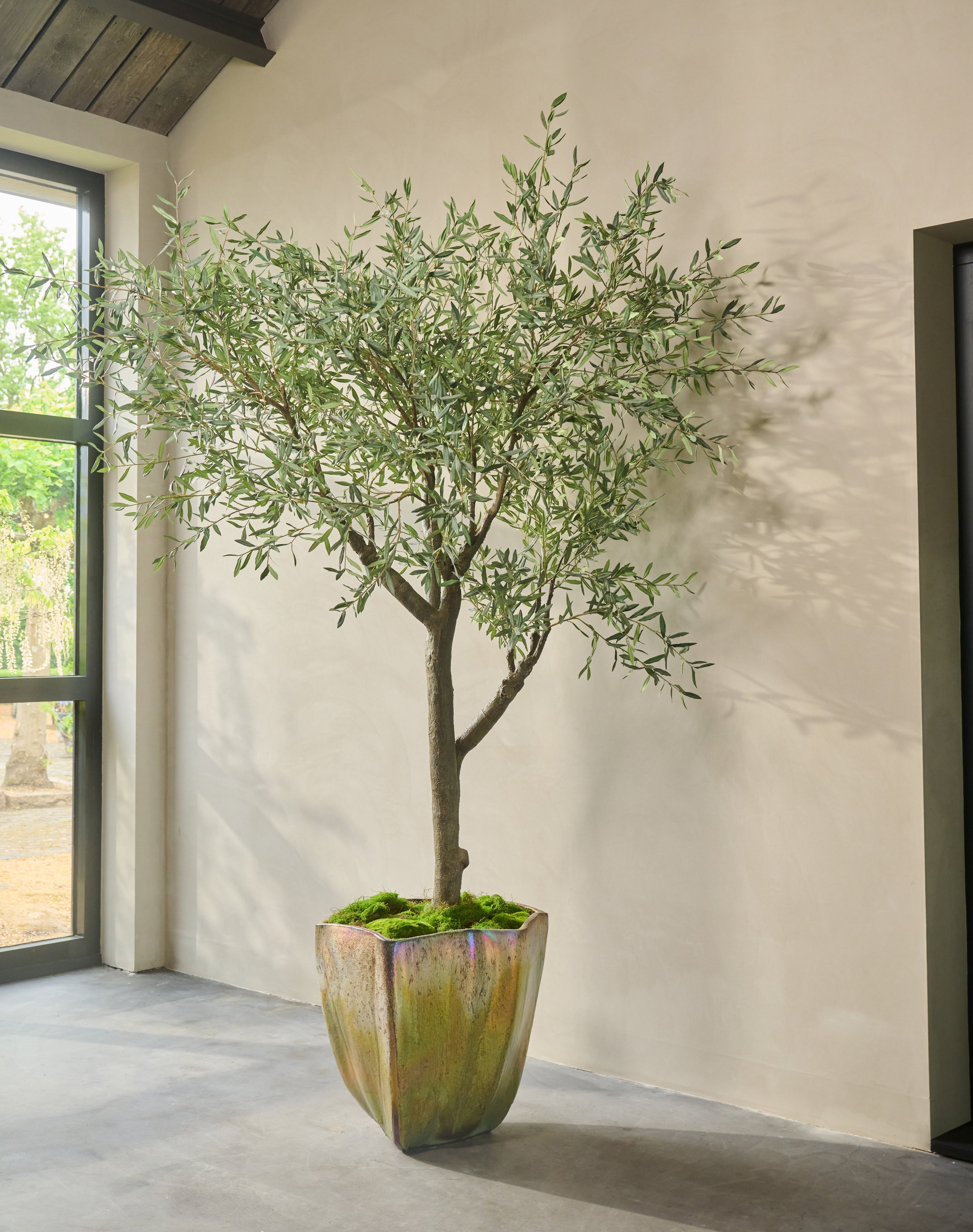 Olijfboom Groen | 305 cm