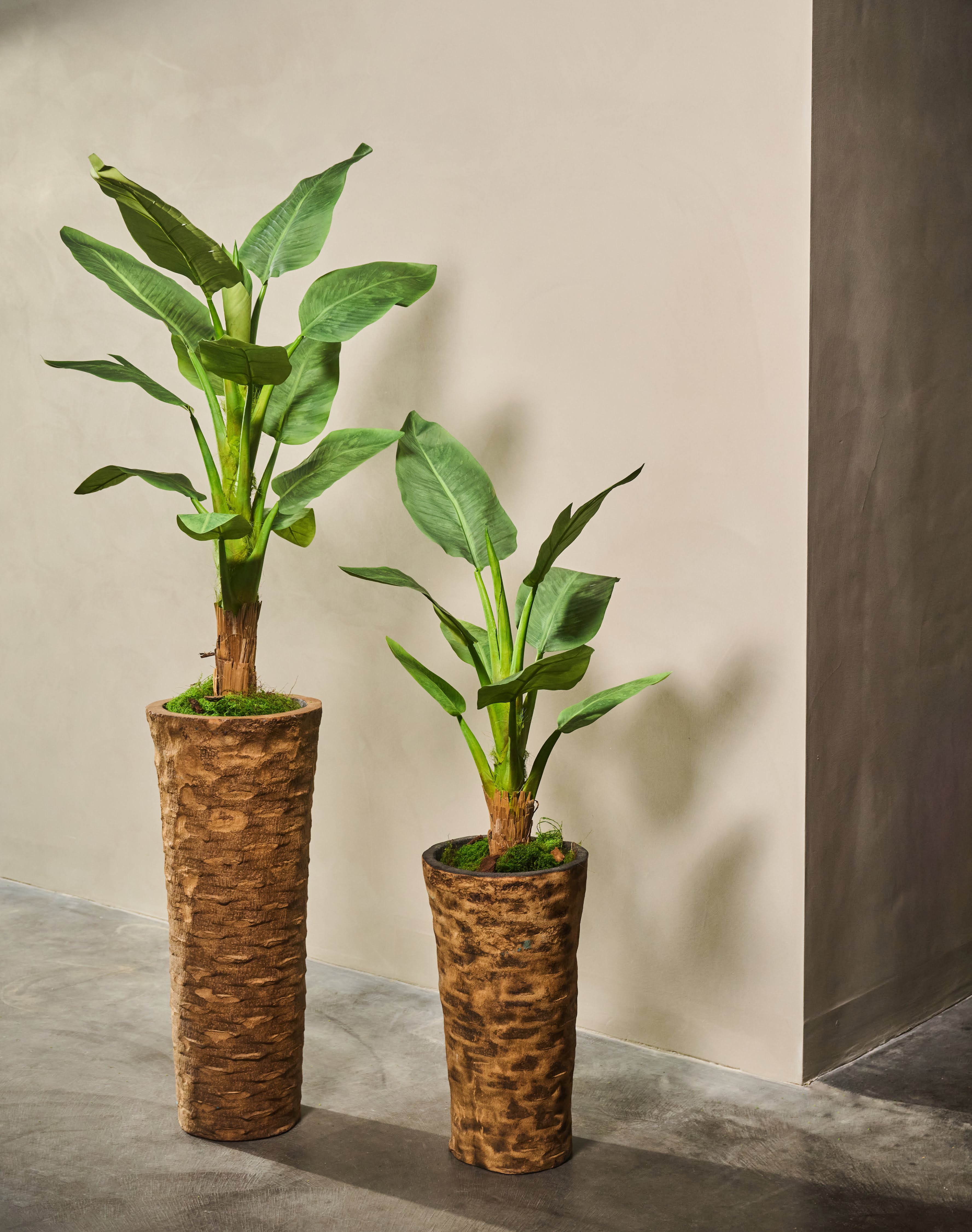 Plant Strelitzia Groen | 103 cm