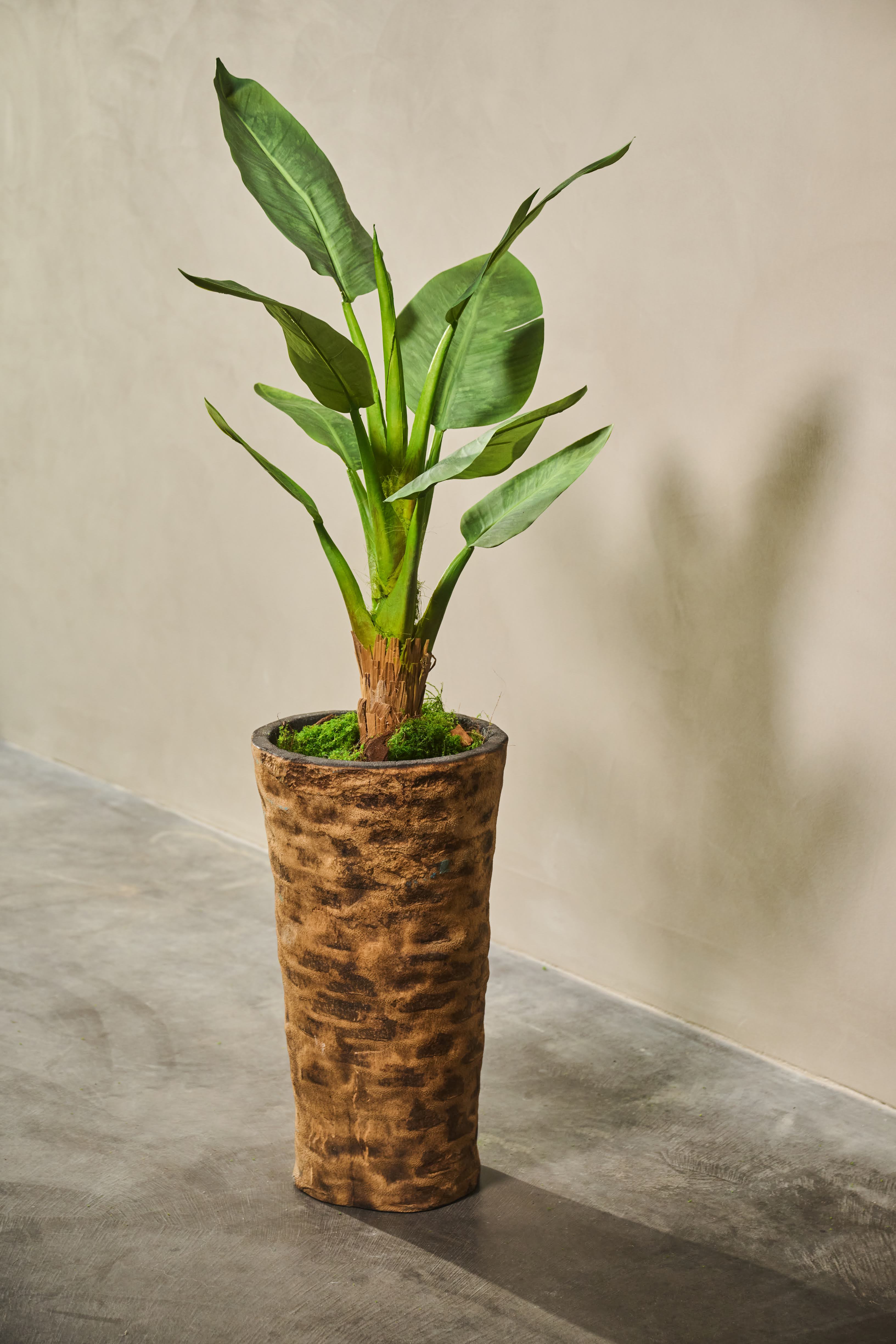 Plant Strelitzia Groen | 103 cm