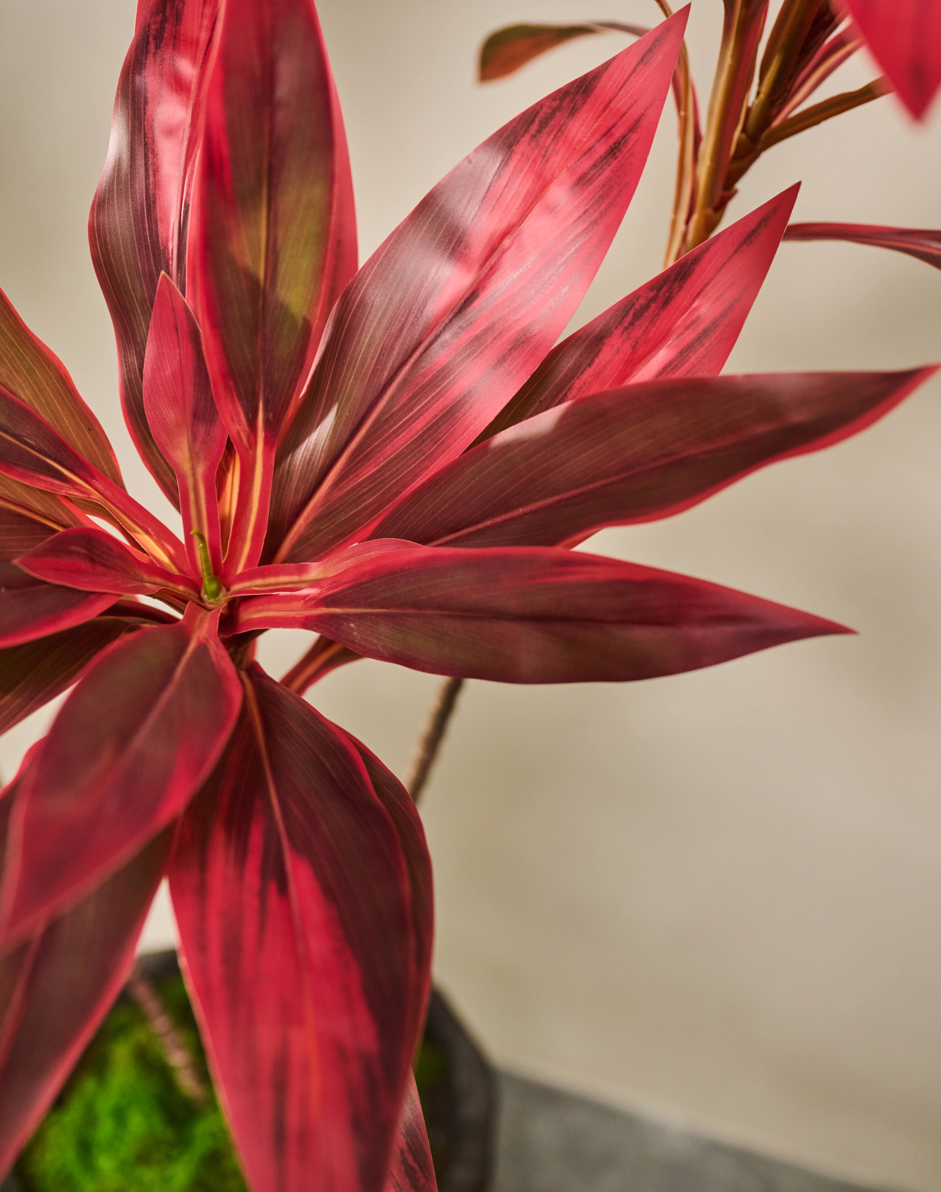 Plant Cordyline Bruin | 150 cm