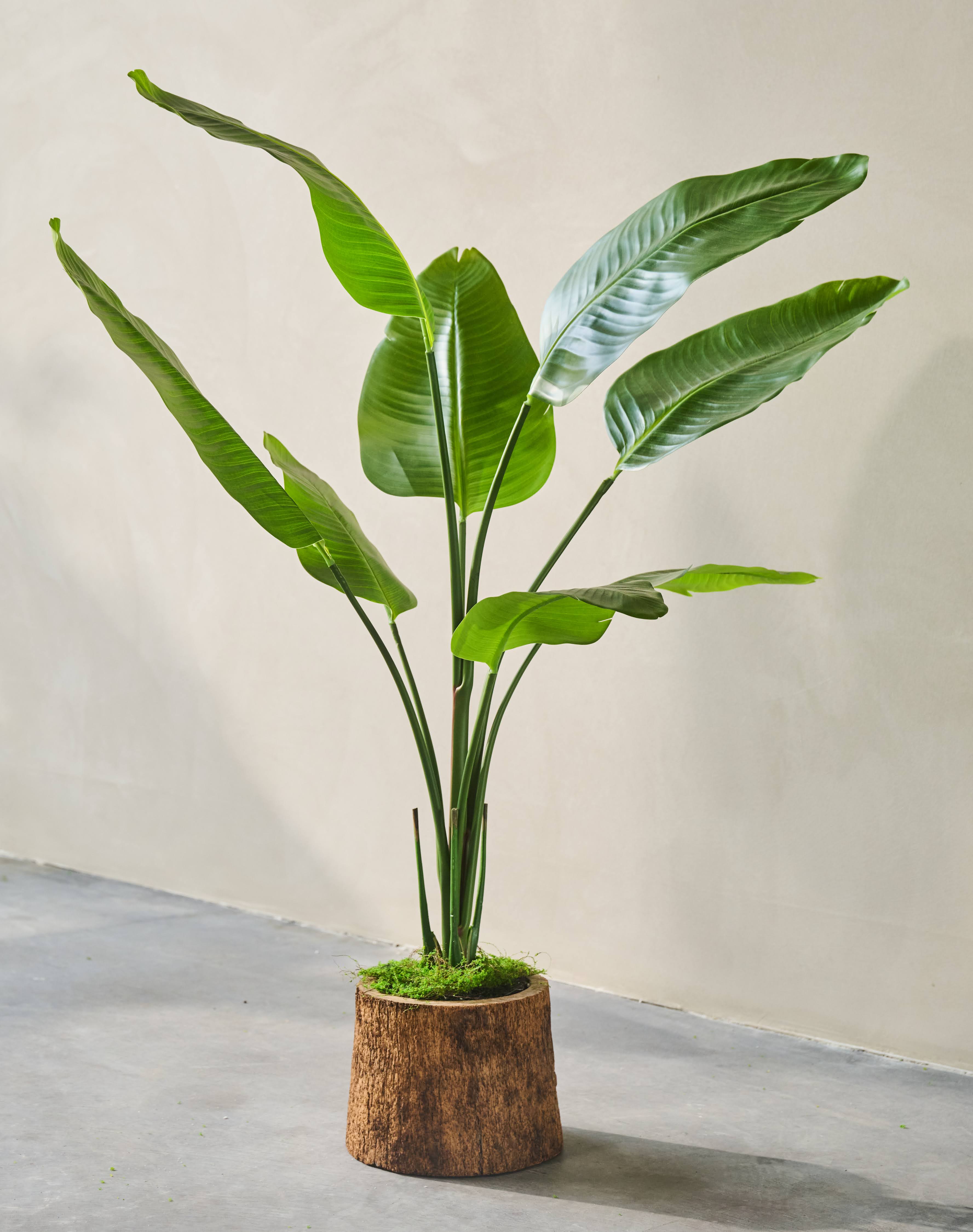 Plant Strelitzia Groen | 120 cm