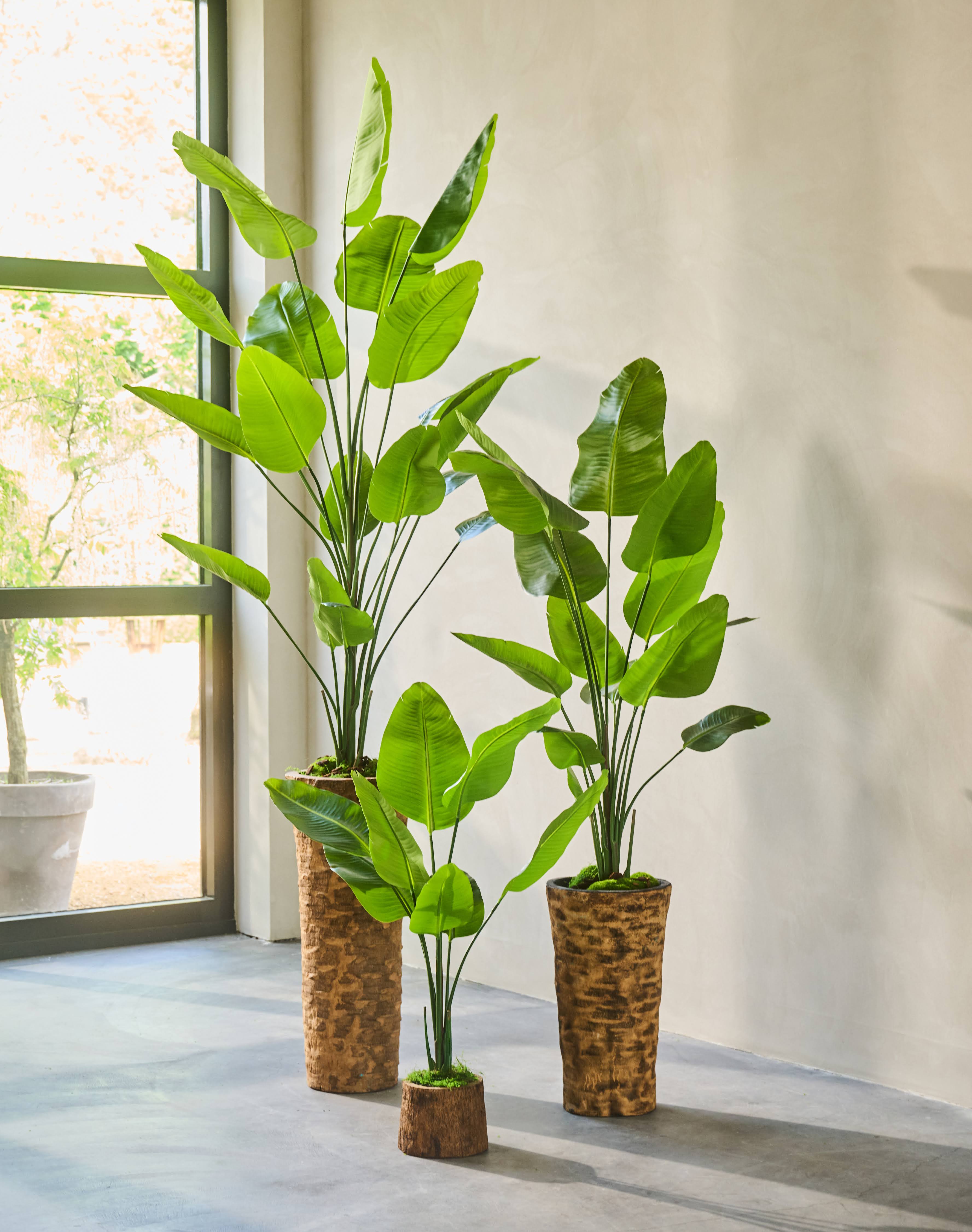 Plant Strelitzia Groen | 120 cm