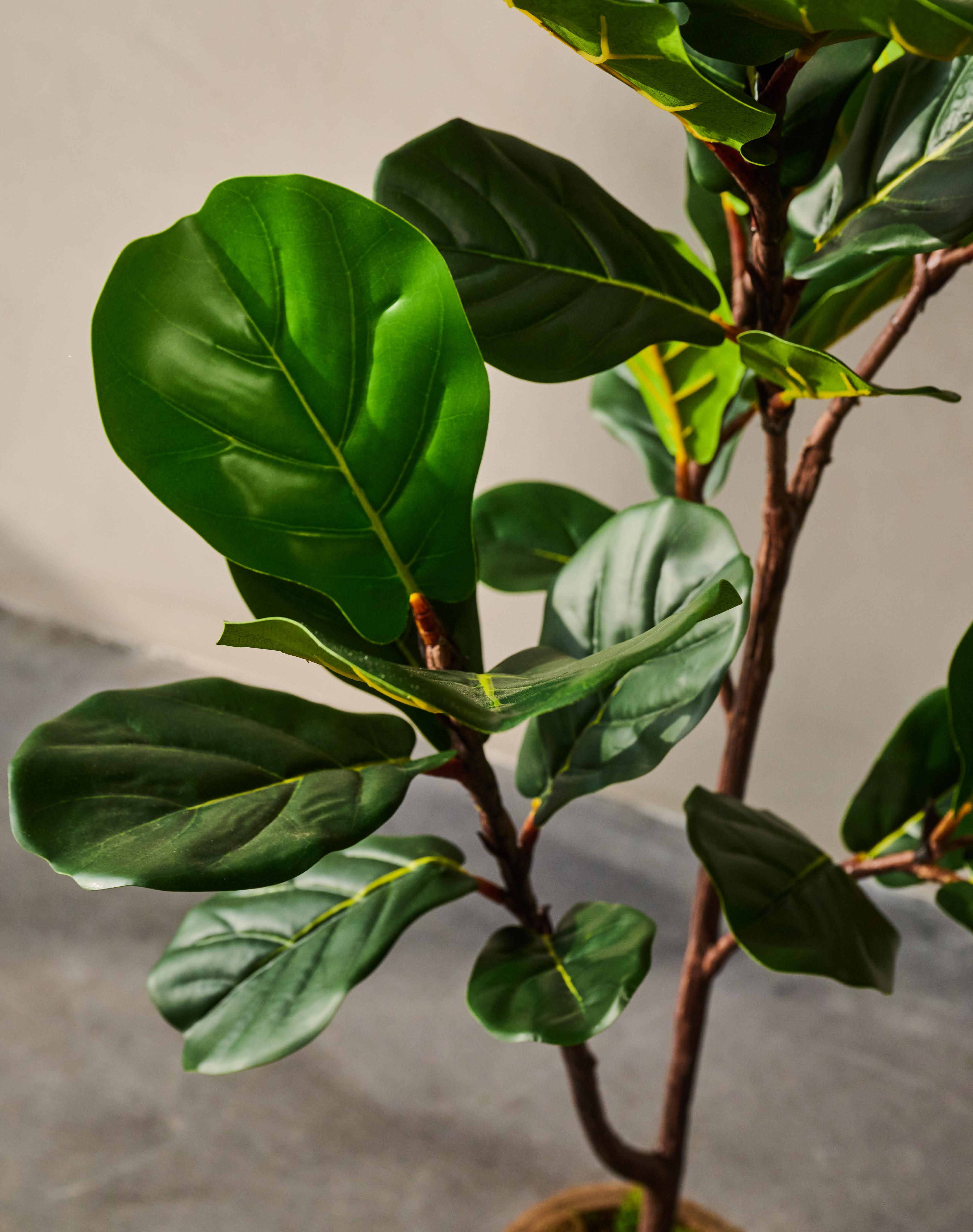 Plant Ficus Groen | 120 cm