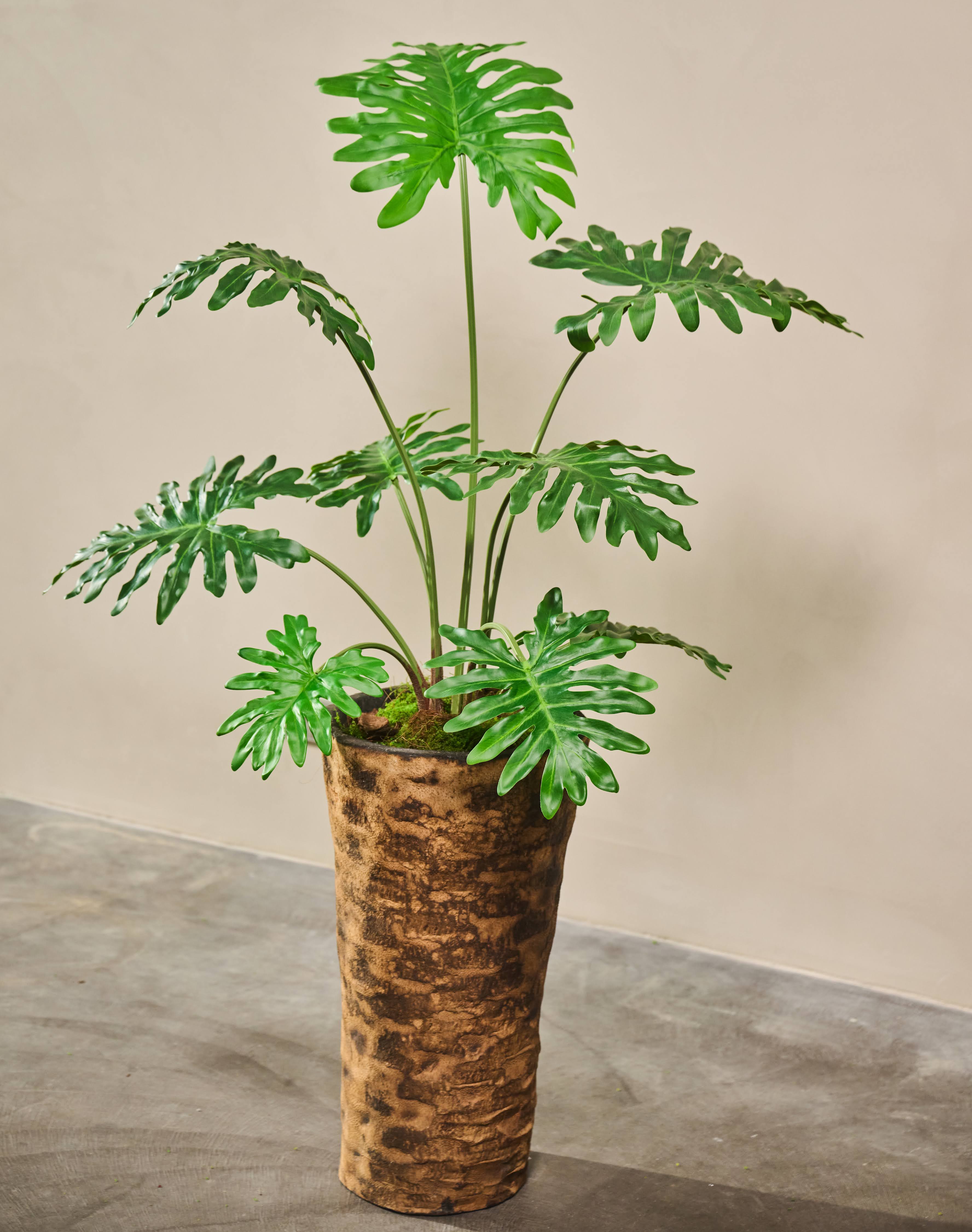 Plant Philodendron Groen | 115 cm