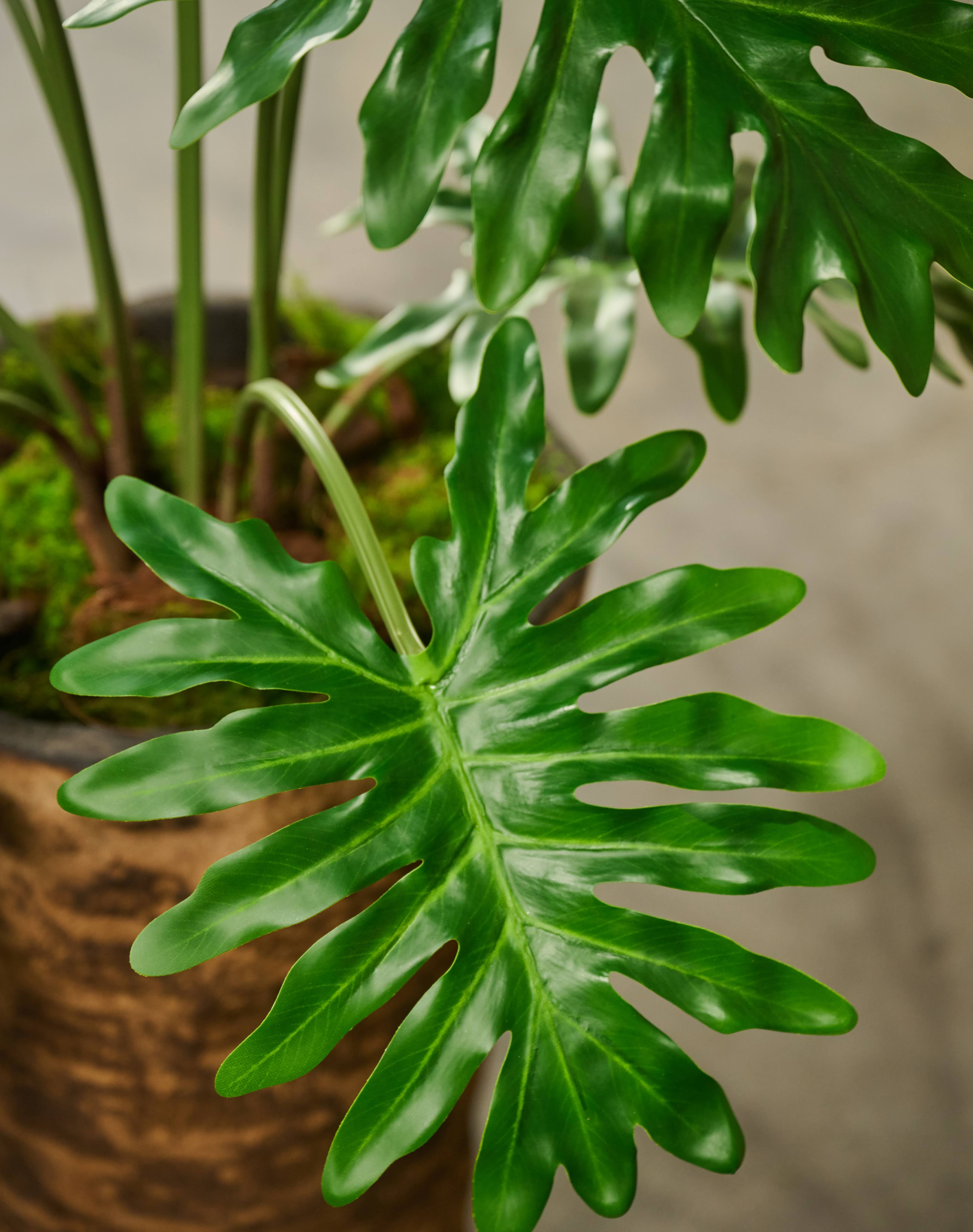Plant Philodendron Groen | 115 cm