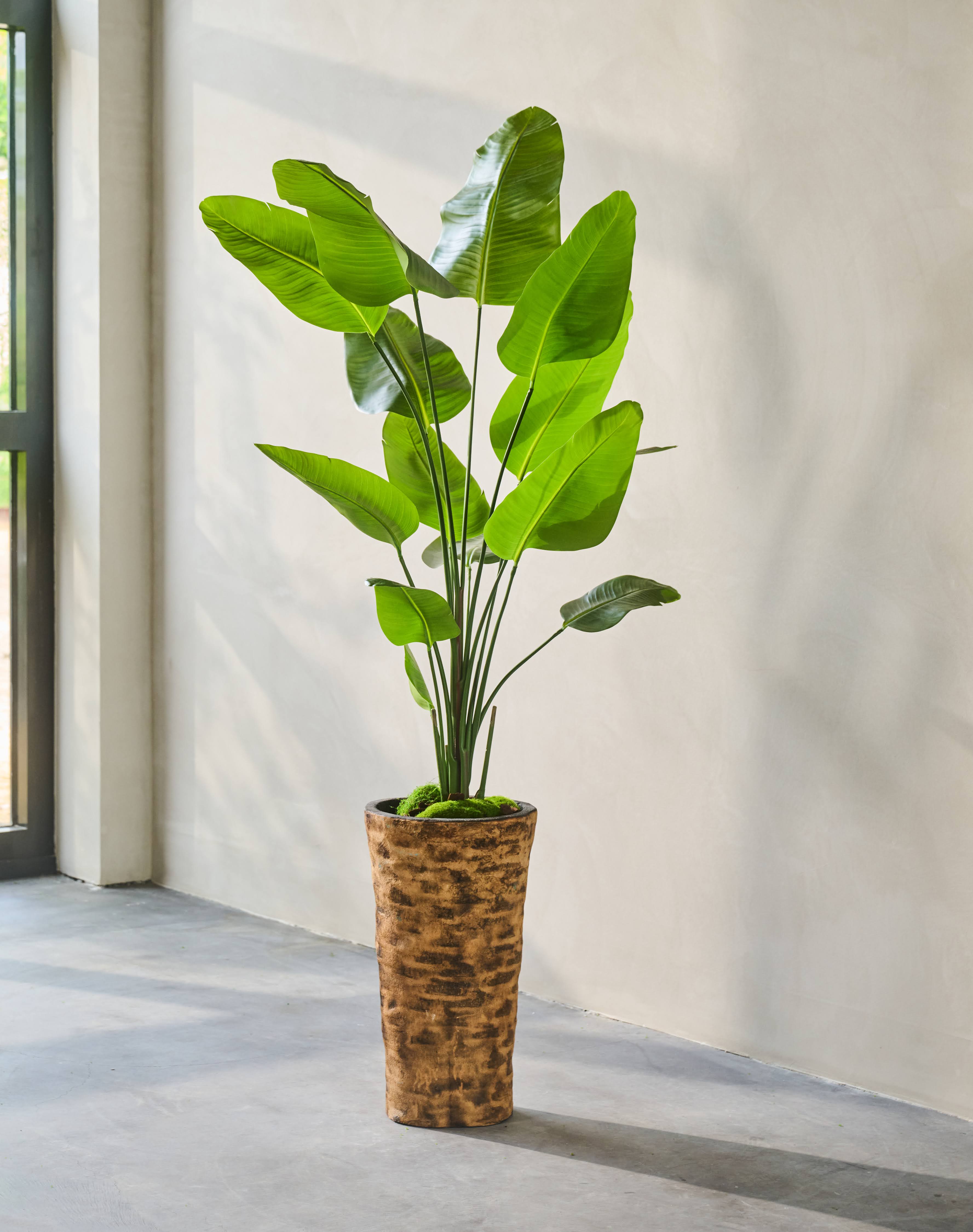 Plant Strelitzia Groen | 180 cm