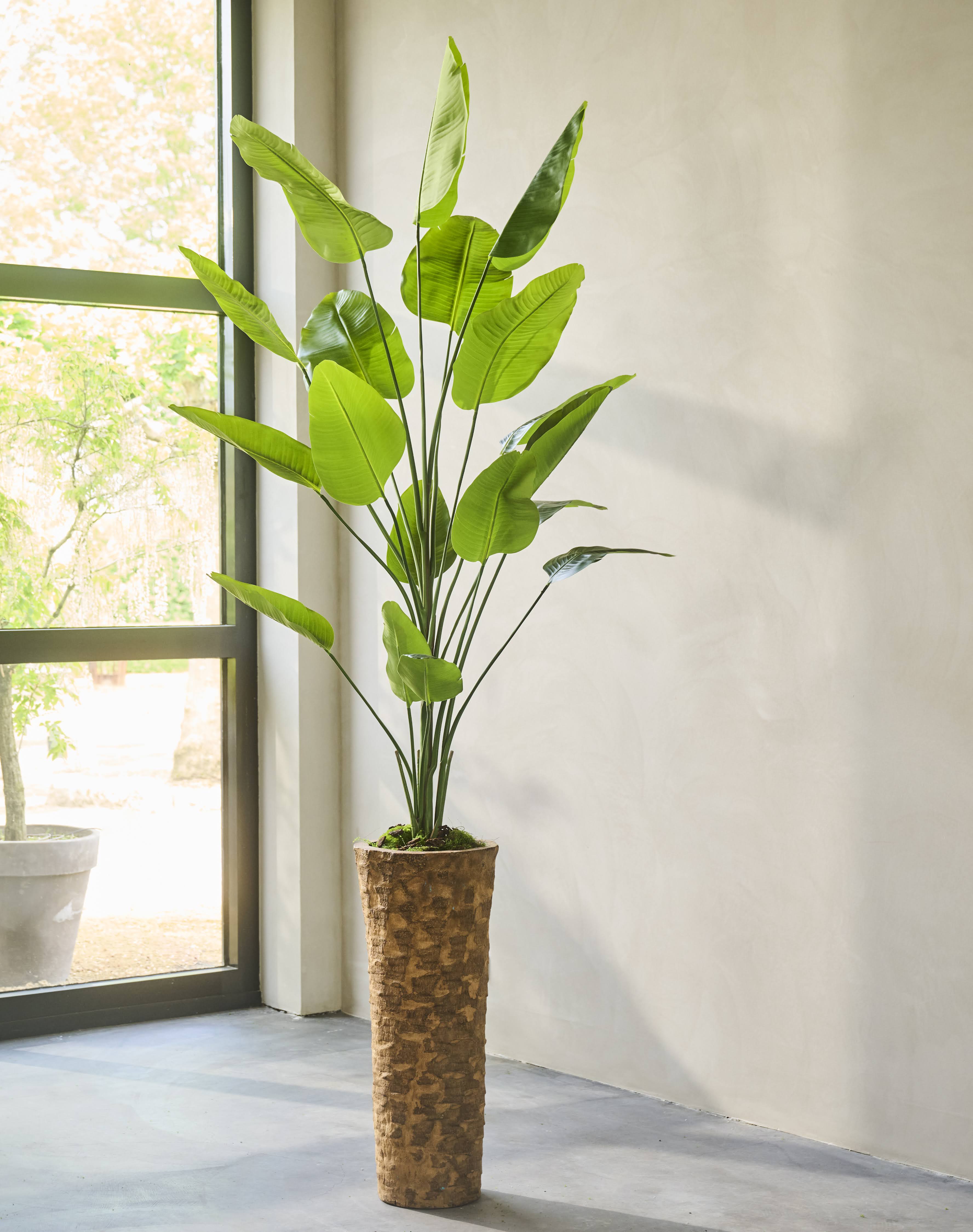 Plant Strelitzia Groen | 240 cm
