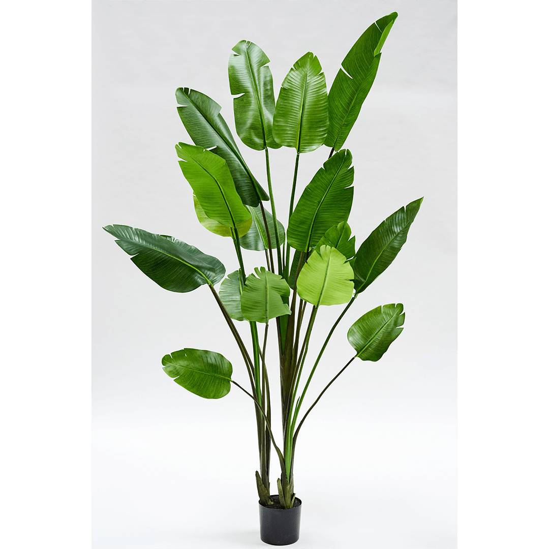 Plant Strelitzia Groen | 243 cm
